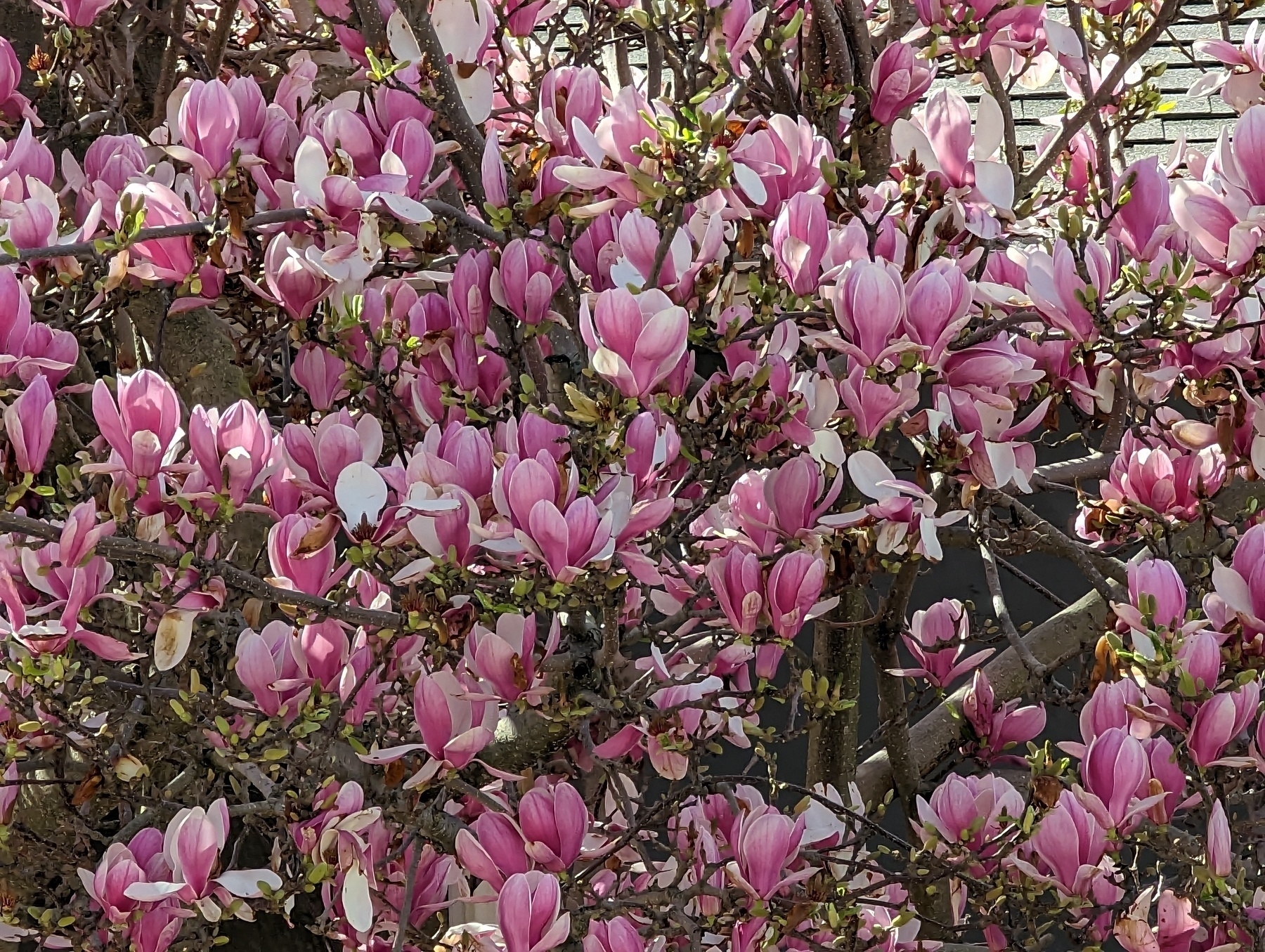 Pink and white flower blossoms run riot along tree branches in the front yard of a house Sunday, March 5, 2023 in the Upper Laurel neighborhood of Oakland, California.