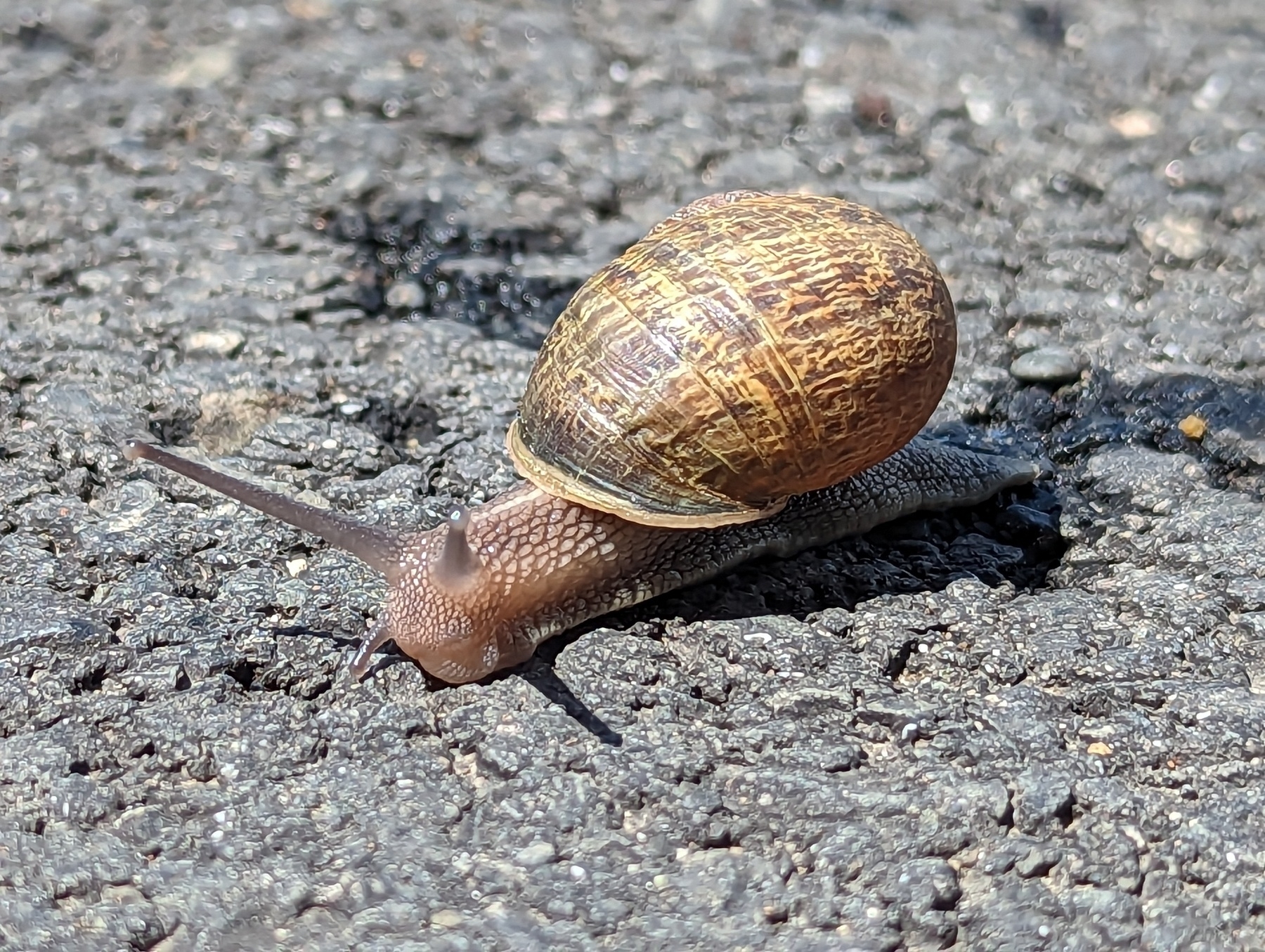 A close up image of a common snail glides over gray warm sunlit tarmac, its large brown striated patterned shell perched jauntily atop its pinkish body, leaves a wet trail behind it Monday, May 8, 2023 as it crosses the Wildcat Creek Greenway in San Pablo, California.