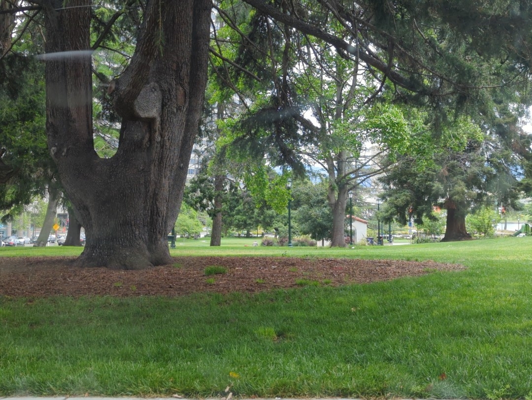 A view of a thick trunked pine tree surrounded by green grass and brown mulch within Snow Park, as seen from its 19th Street side Thursday, May 25, 2023 in Oakland, California.