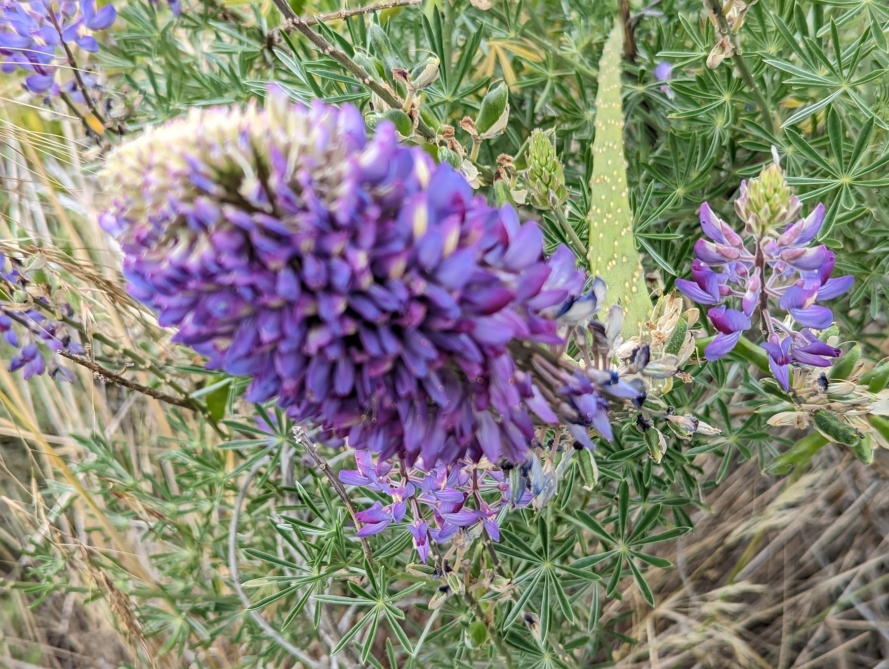 Green and brown foliage including a fast wide succulent tentacle looking leaf springs up from the ground behind an out of focus large purple flower bloom Monday, May 15, 2023 along the Wildcat Creek Greenway in San Pablo, California.