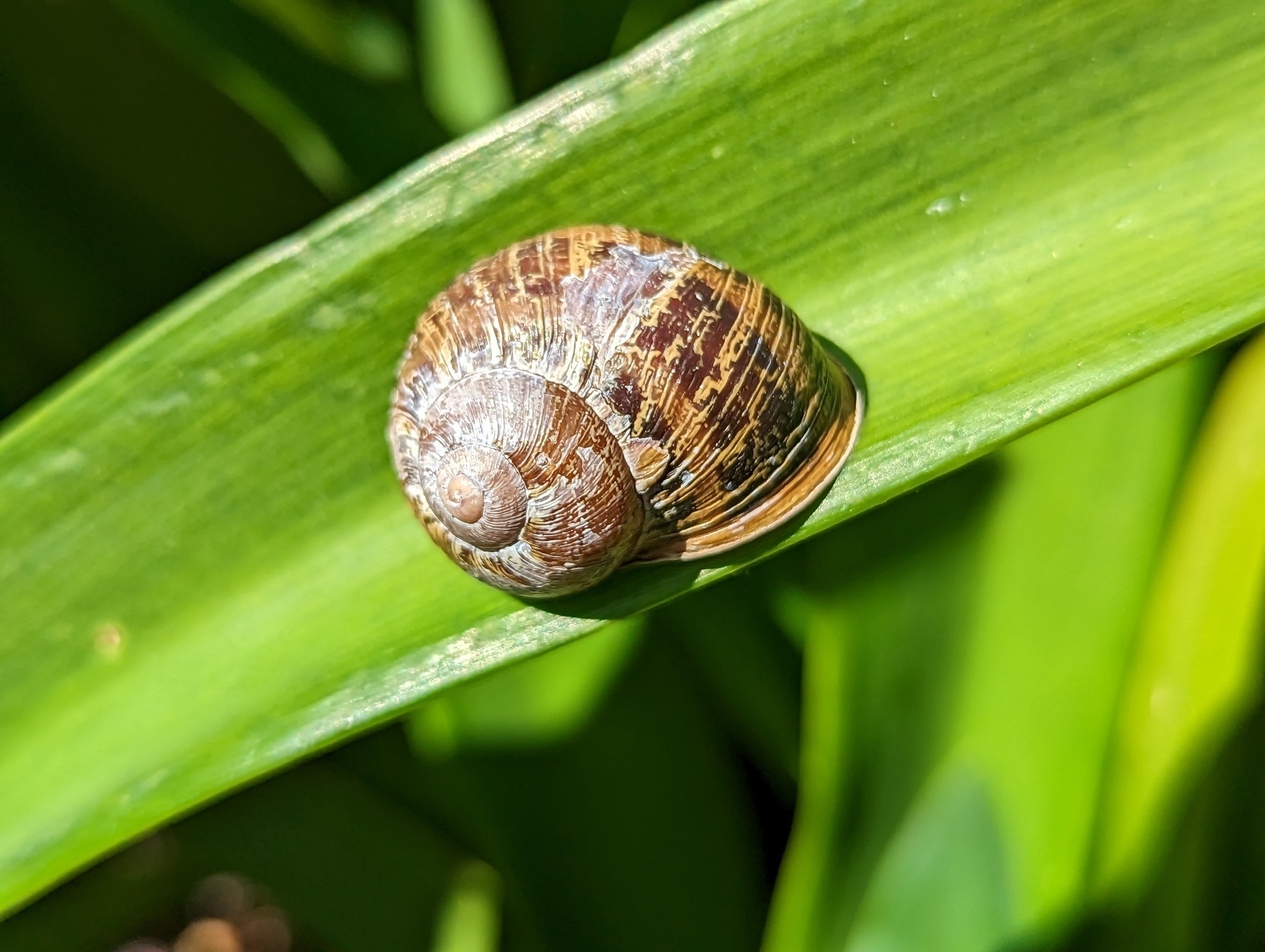 A snail's striped brown shell sits on a brilliant green leaf of a plant under sunlight Saturday, April 16th, 2023 at Cutting Boulevard and Elm Street in El Cerrito, California