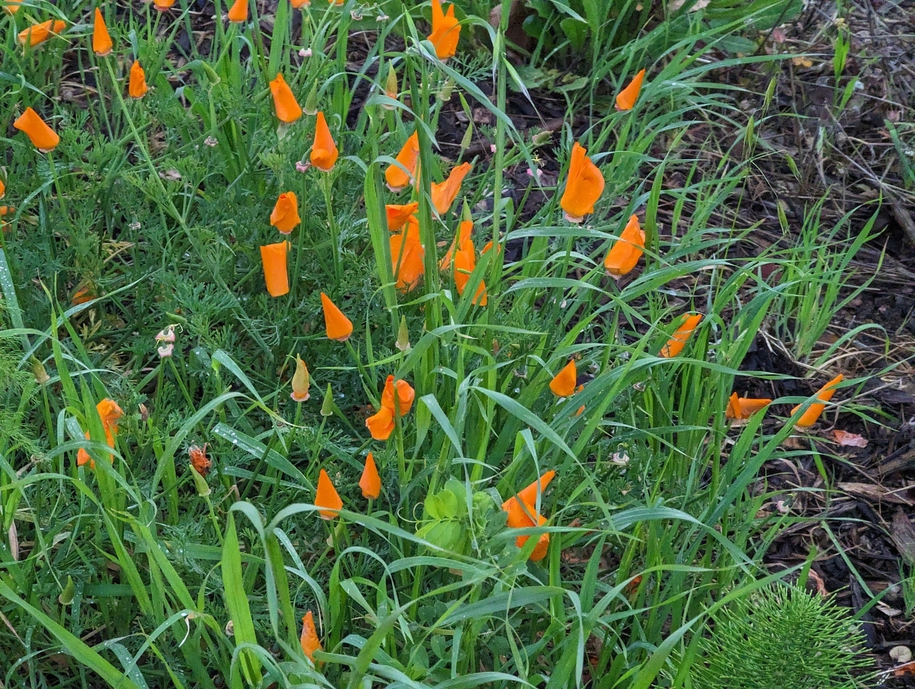 Bright orange petaled California poppies spring up out of brilliant green grasses like tiny dancing flames Tuesday, March 28, 2023 alongside the Wildcat Creek greenway in San Pablo, California.