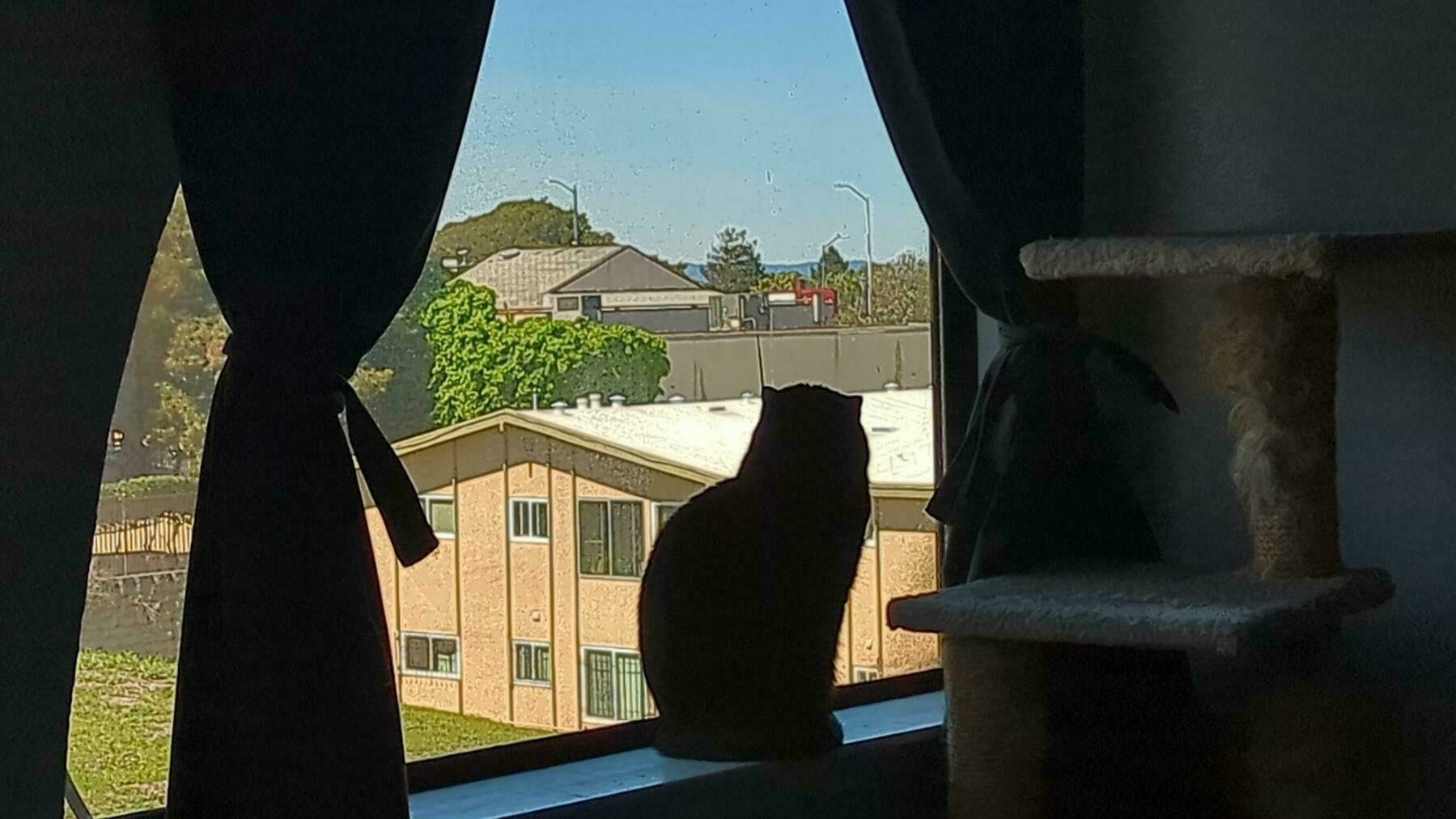A silhouette of a small eight pound black cat is visible sitting in a windowsill between dark colored curtains against a backdrop of low buildings in a skyline on a sunny Thursday, April 12, 2023 in San Pablo, California 