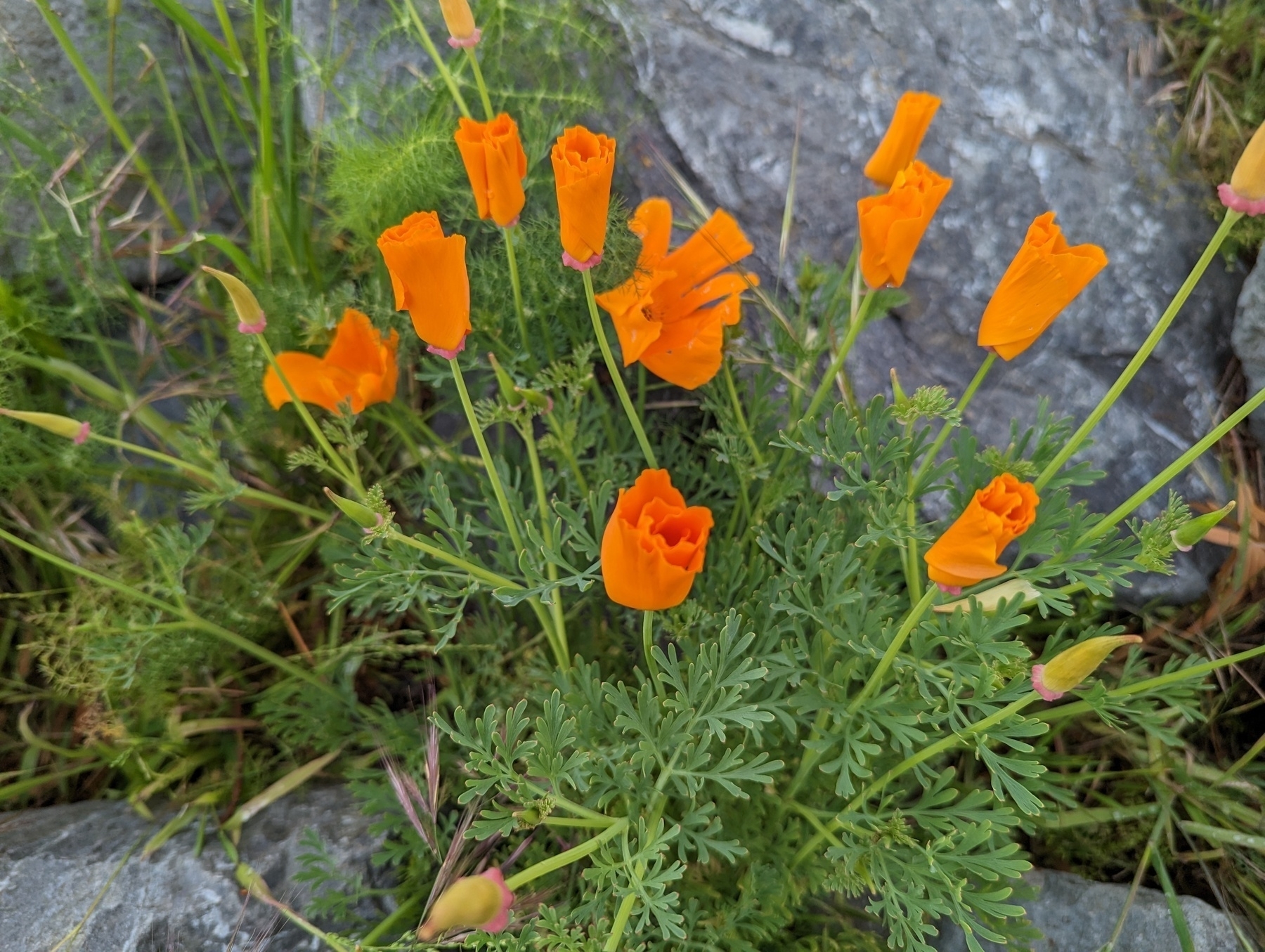 A bunch of bright orange California poppies shine up out of greenery along great rock outcropping at the marina trail Saturday, May 6, 2023 in Emeryville, California. 