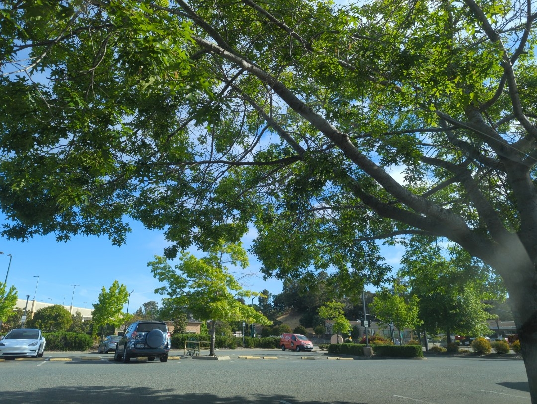 Several green leaf laden tree limbs hang in front of partly sunny blue and cloudy gray skies over a mostly empty grocery store parking lot with three vehicles parked in separate spaces Sunday, May 21, 2023 along Newell Street and South Broadway in Walnut Creek, California.