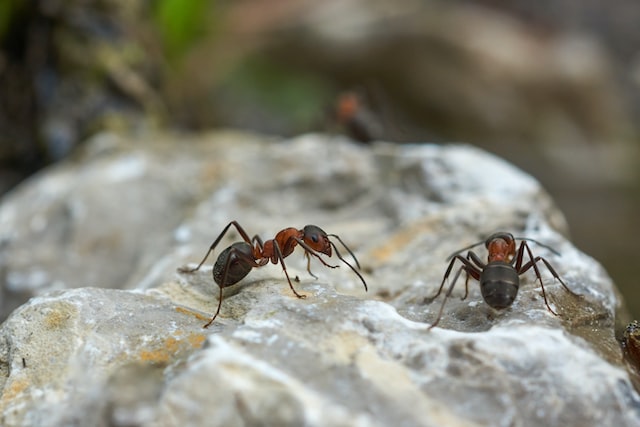 2 ants on a rock. Photo by Wolfgang Hasselmann on Unsplash.