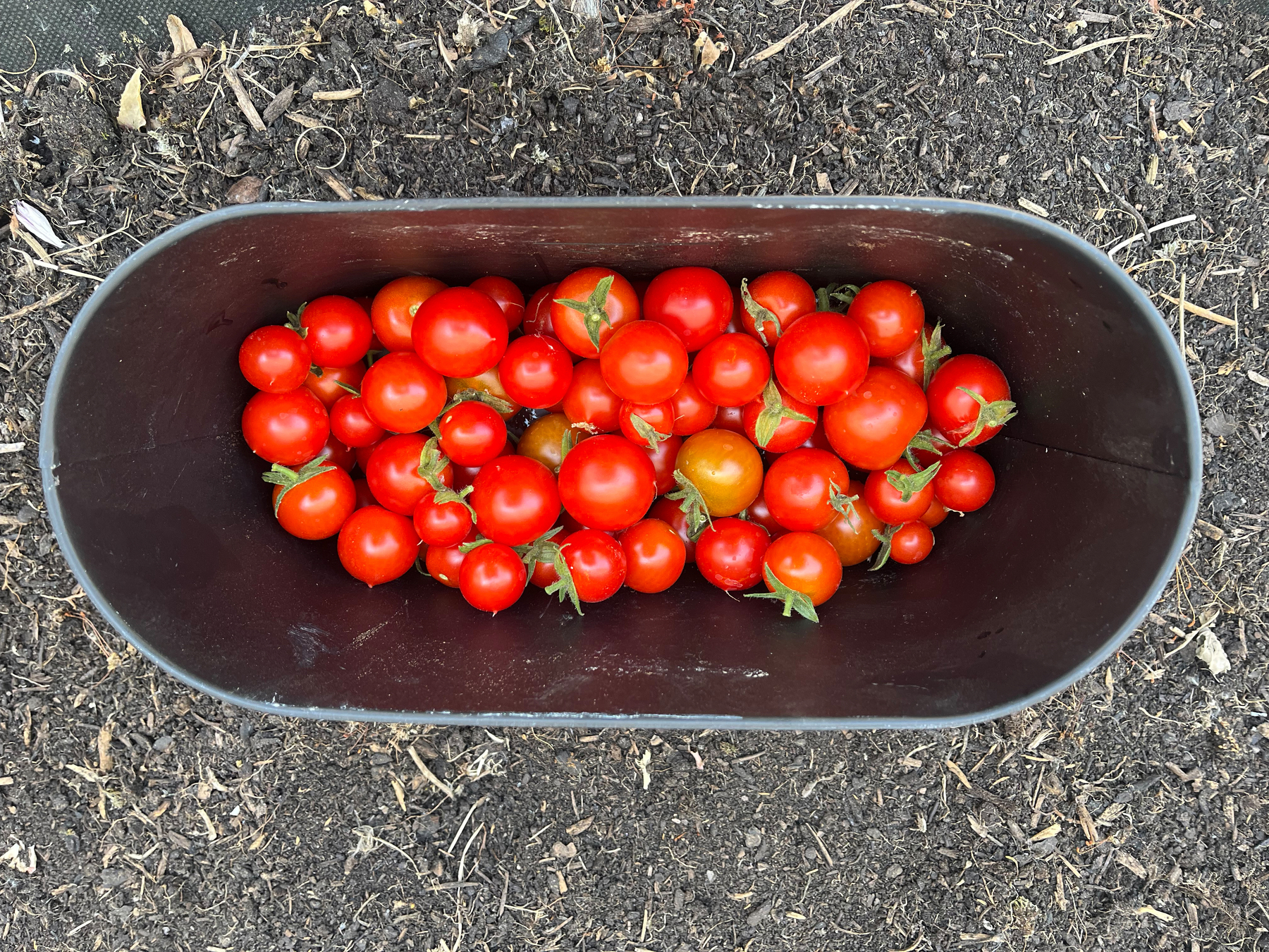 A container filled with freshly picked red cherry tomatoes is placed on soil.