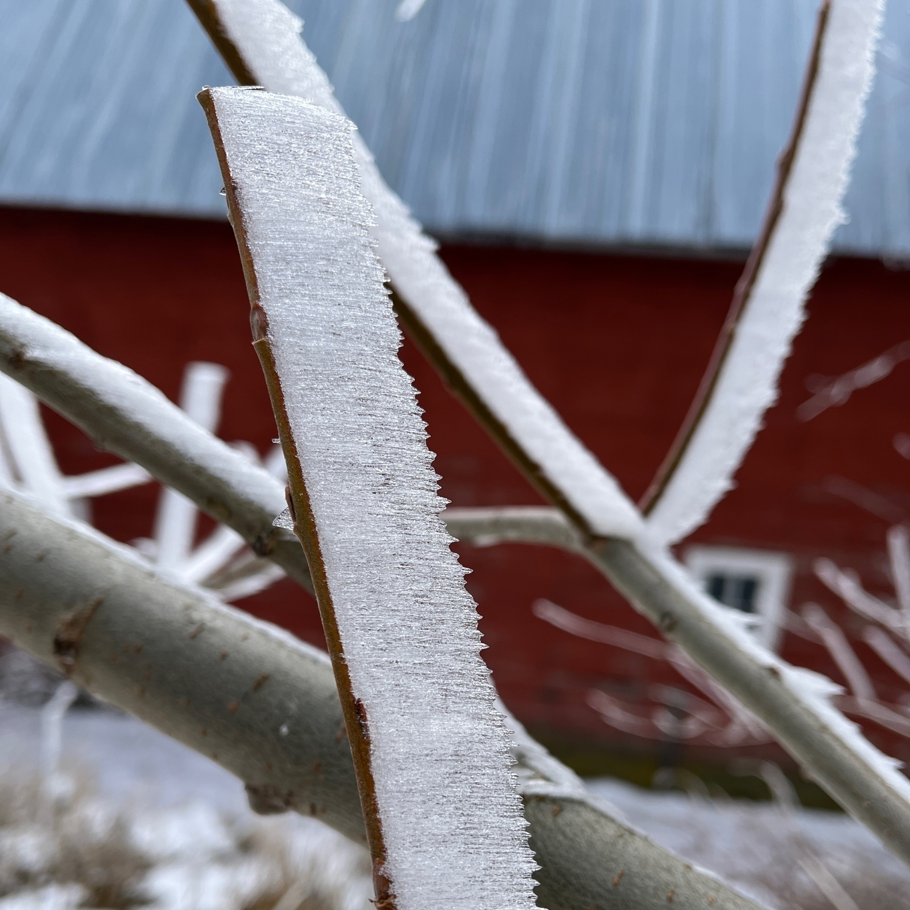 ice on branch