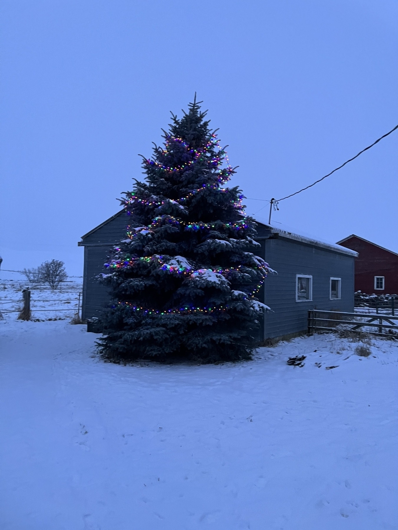 Holiday lights on tree