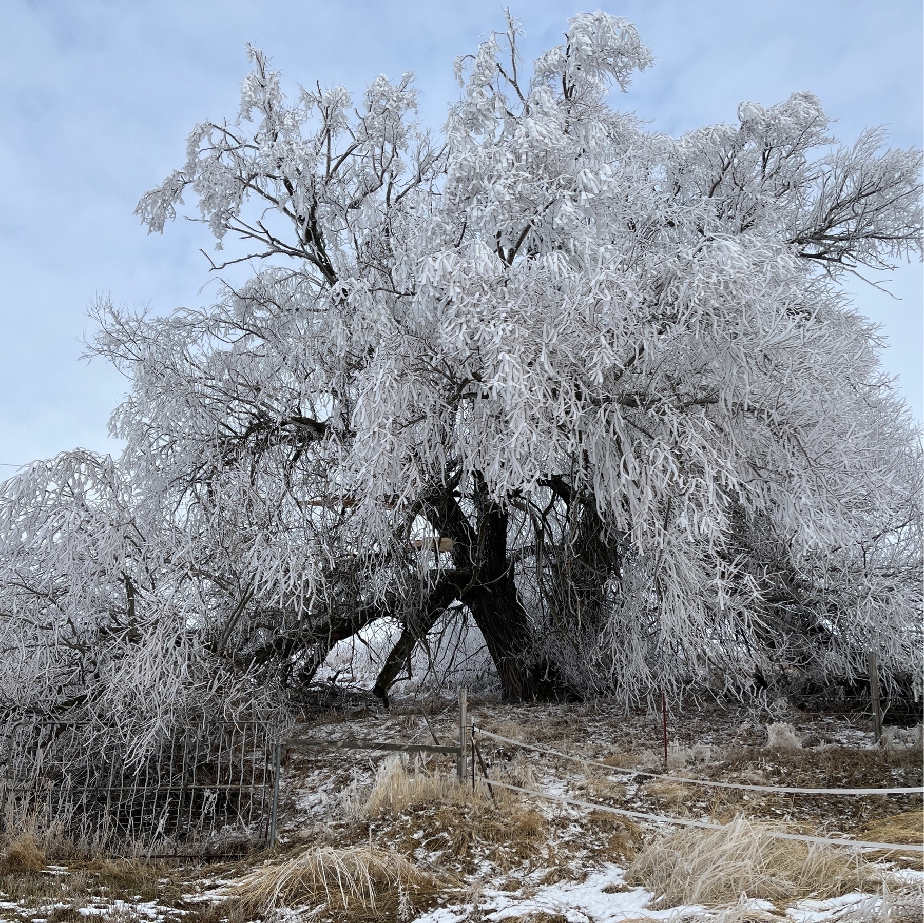 frosted willow tree