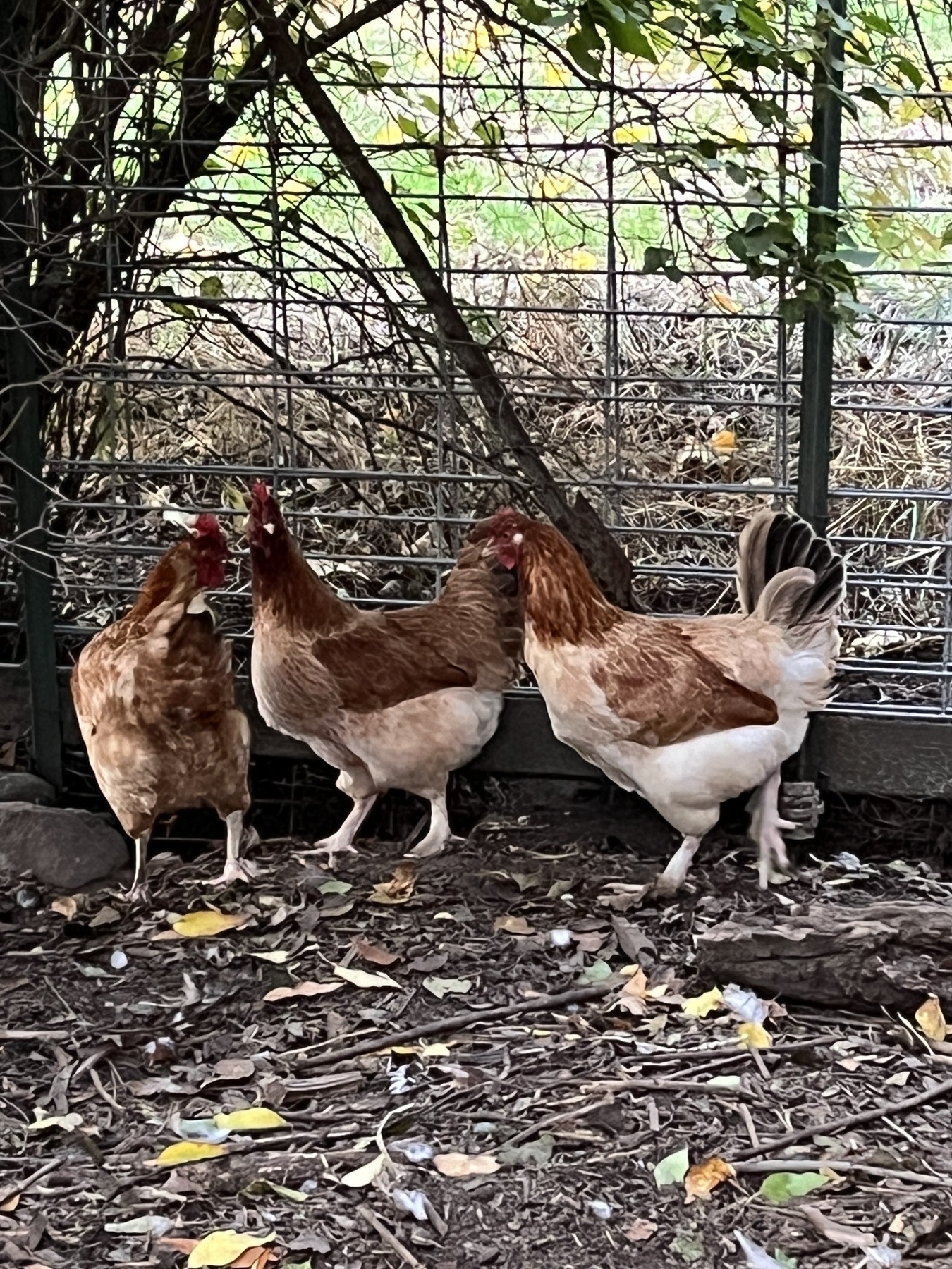 3 chickens