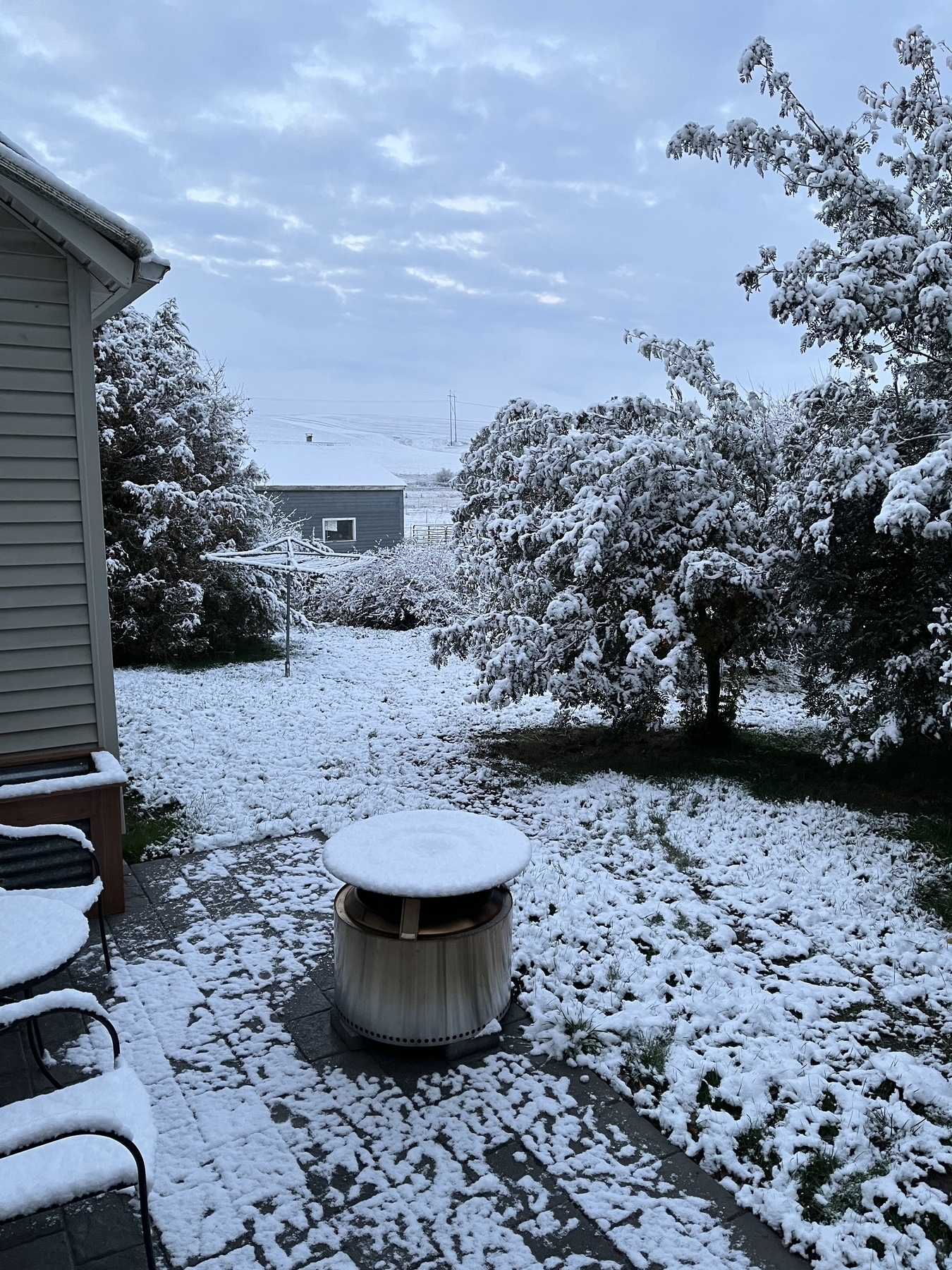 Snowy back yard