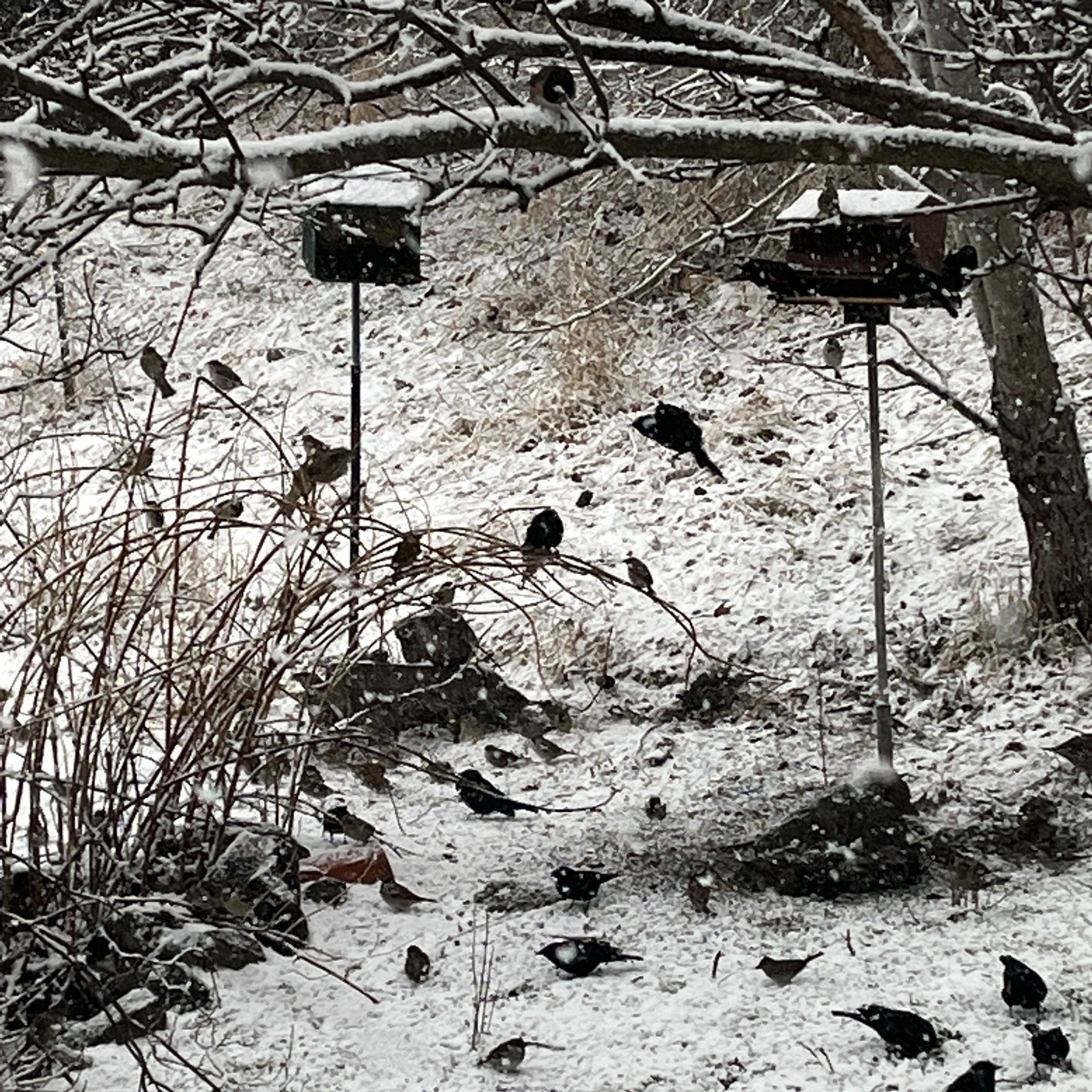 lots of birds at feeders