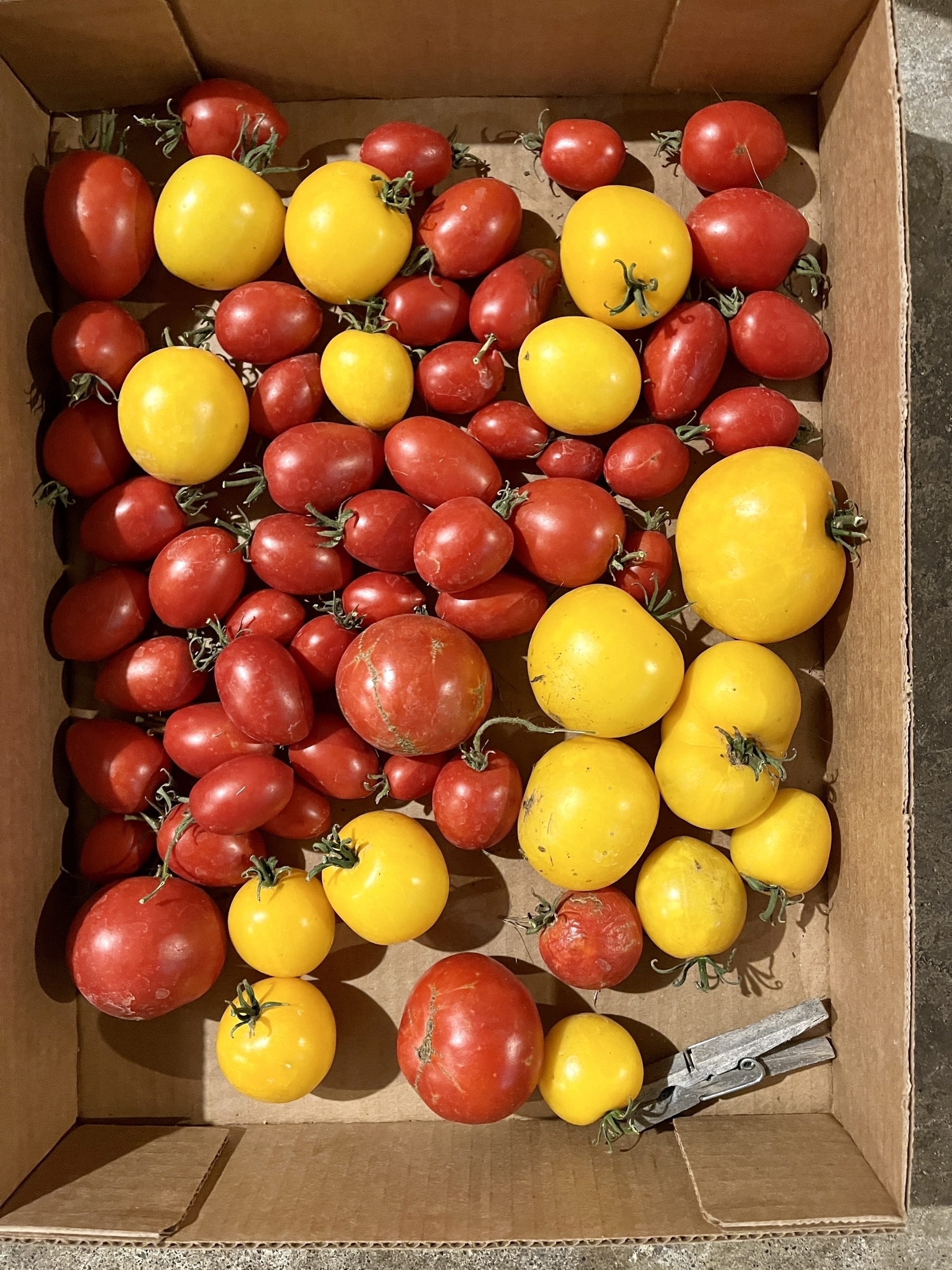 Red and yellow tomatos