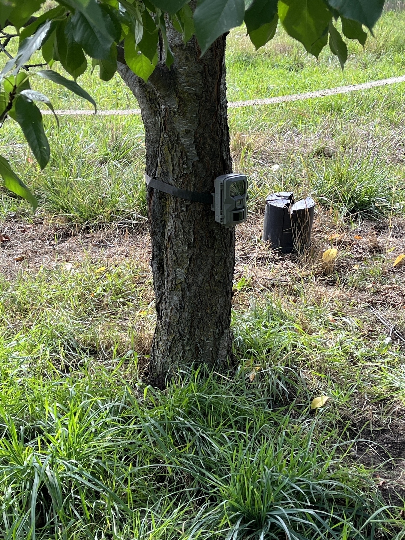 Trail camera attached to a tree.
