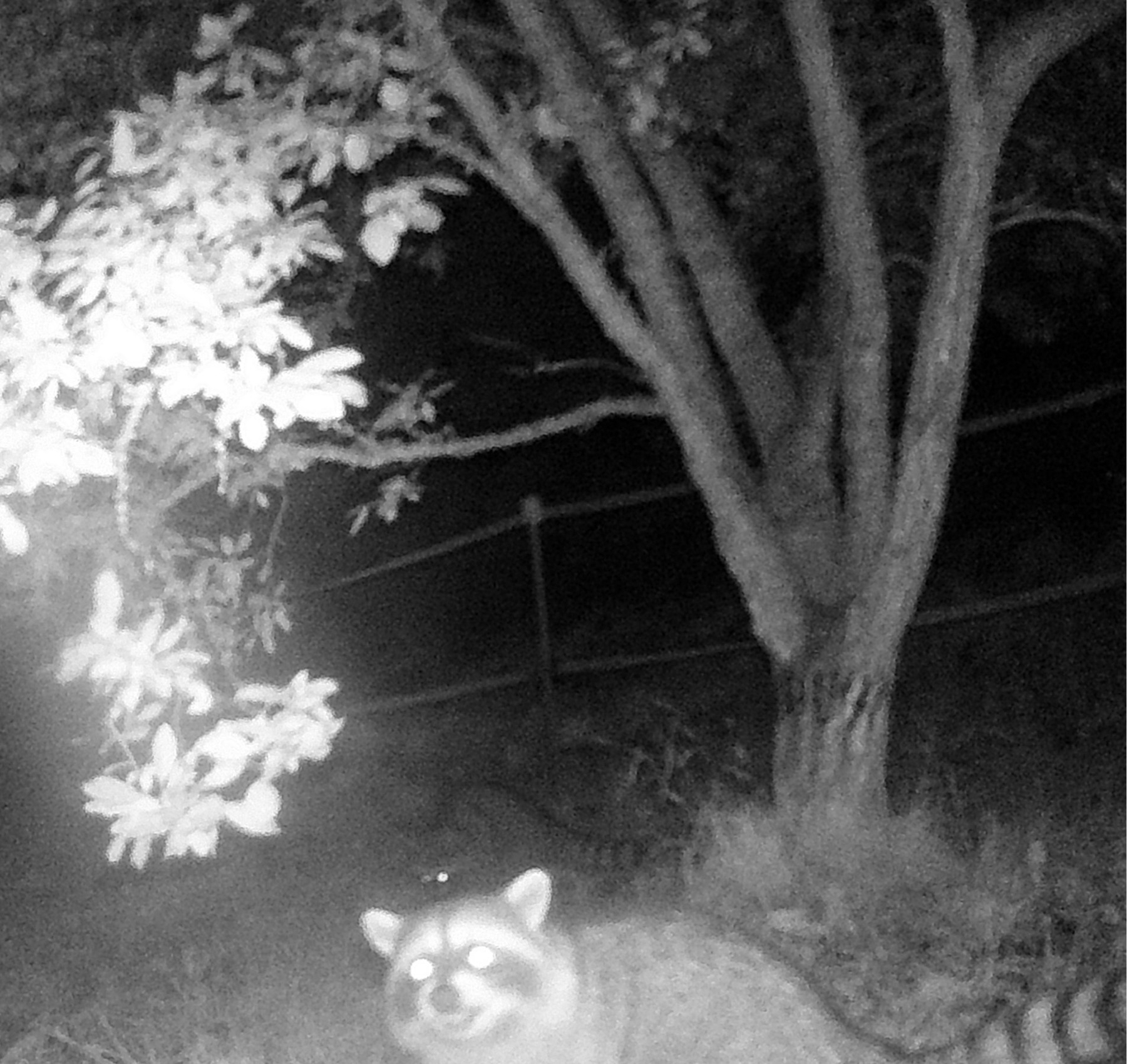 2 raccoons at night