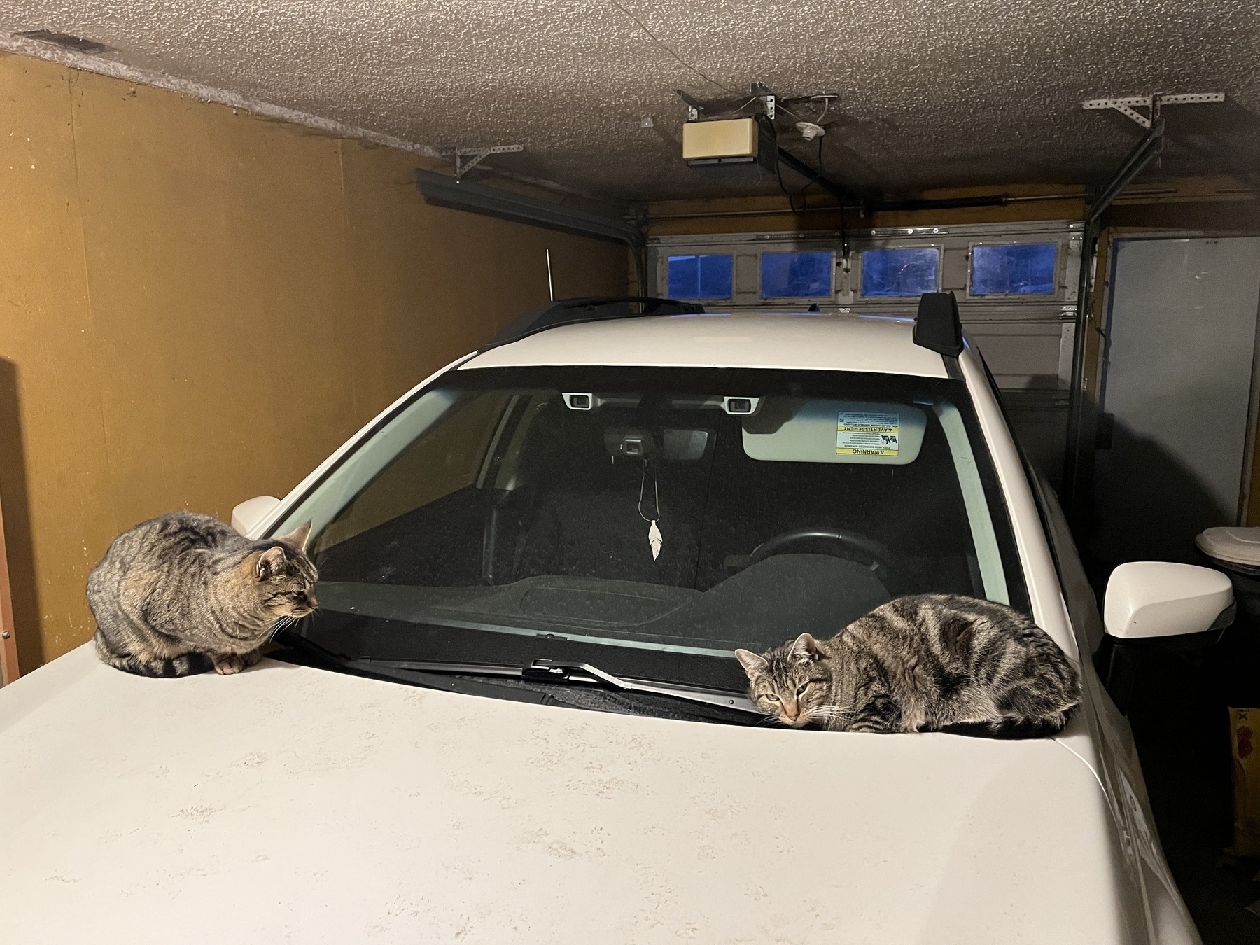 Cats warming themselves on a car hood