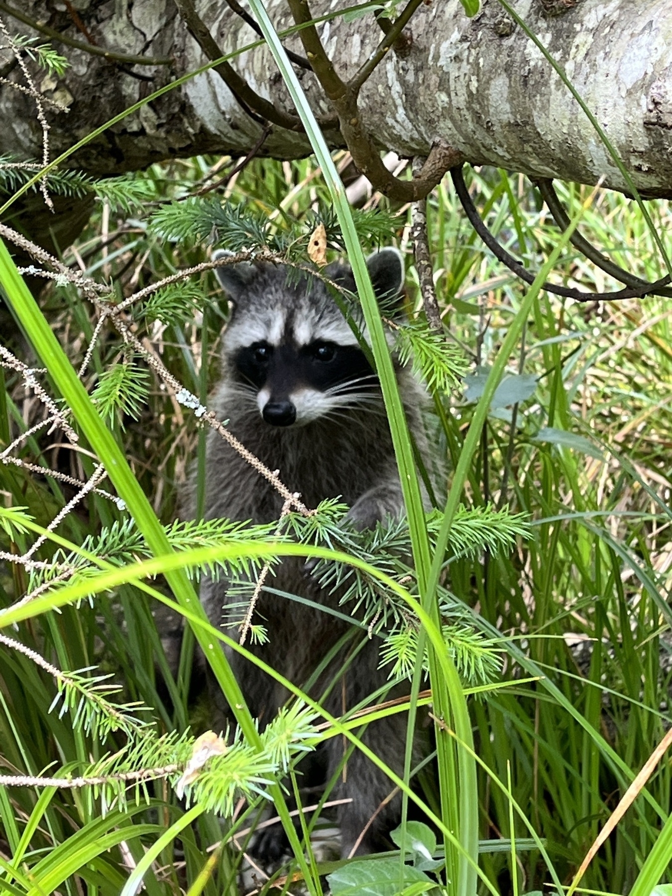 Raccoon in tall grass