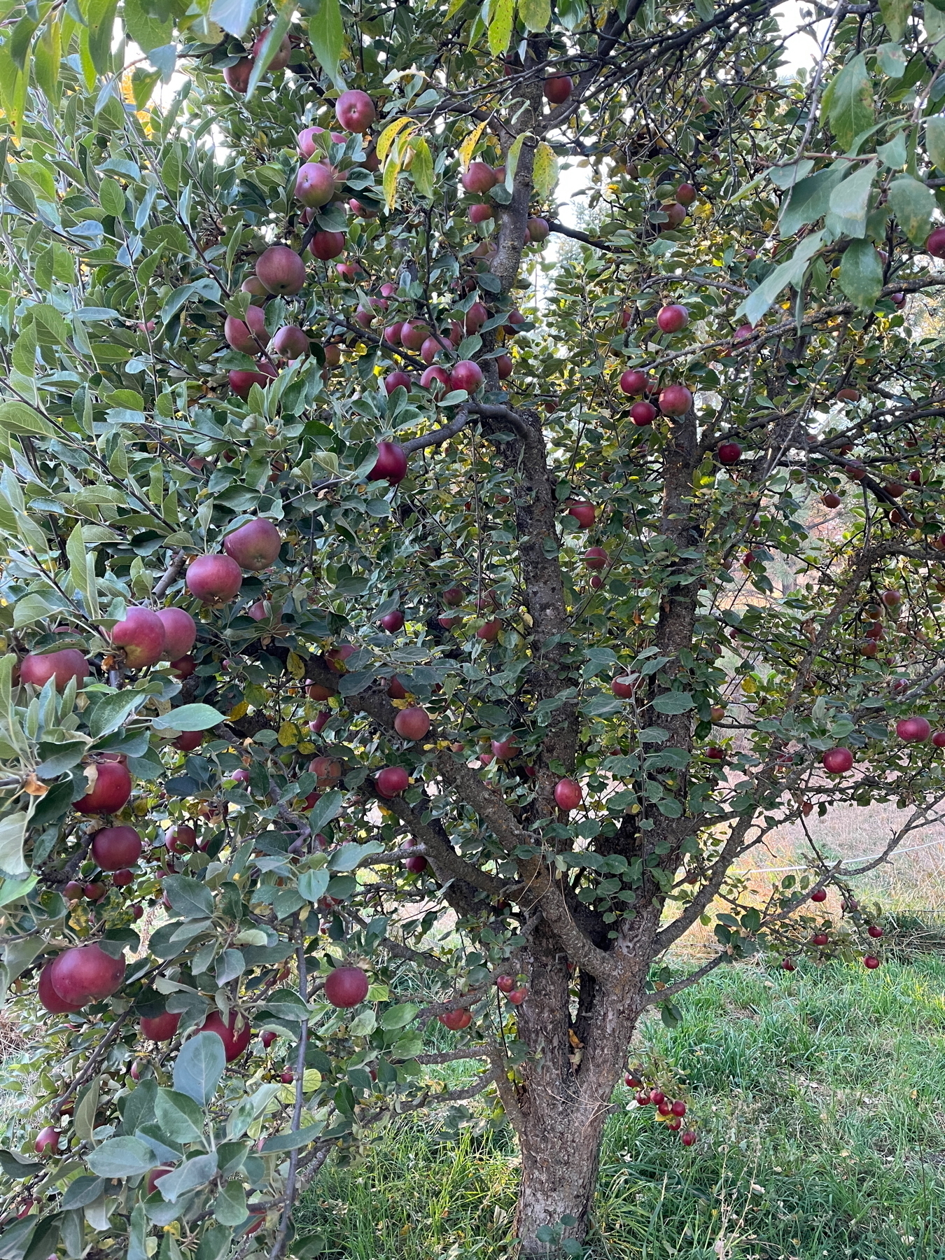 Auto-generated description: A tree laden with ripe, red apples stands amidst green grass.