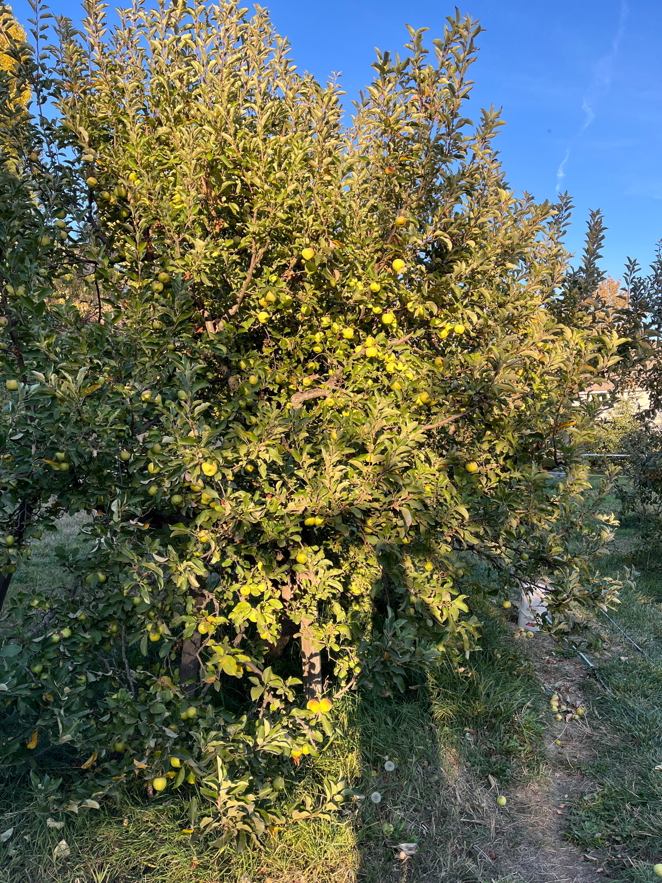 Auto-generated description: A lush apple tree is filled with ripe yellow apples against a clear blue sky.