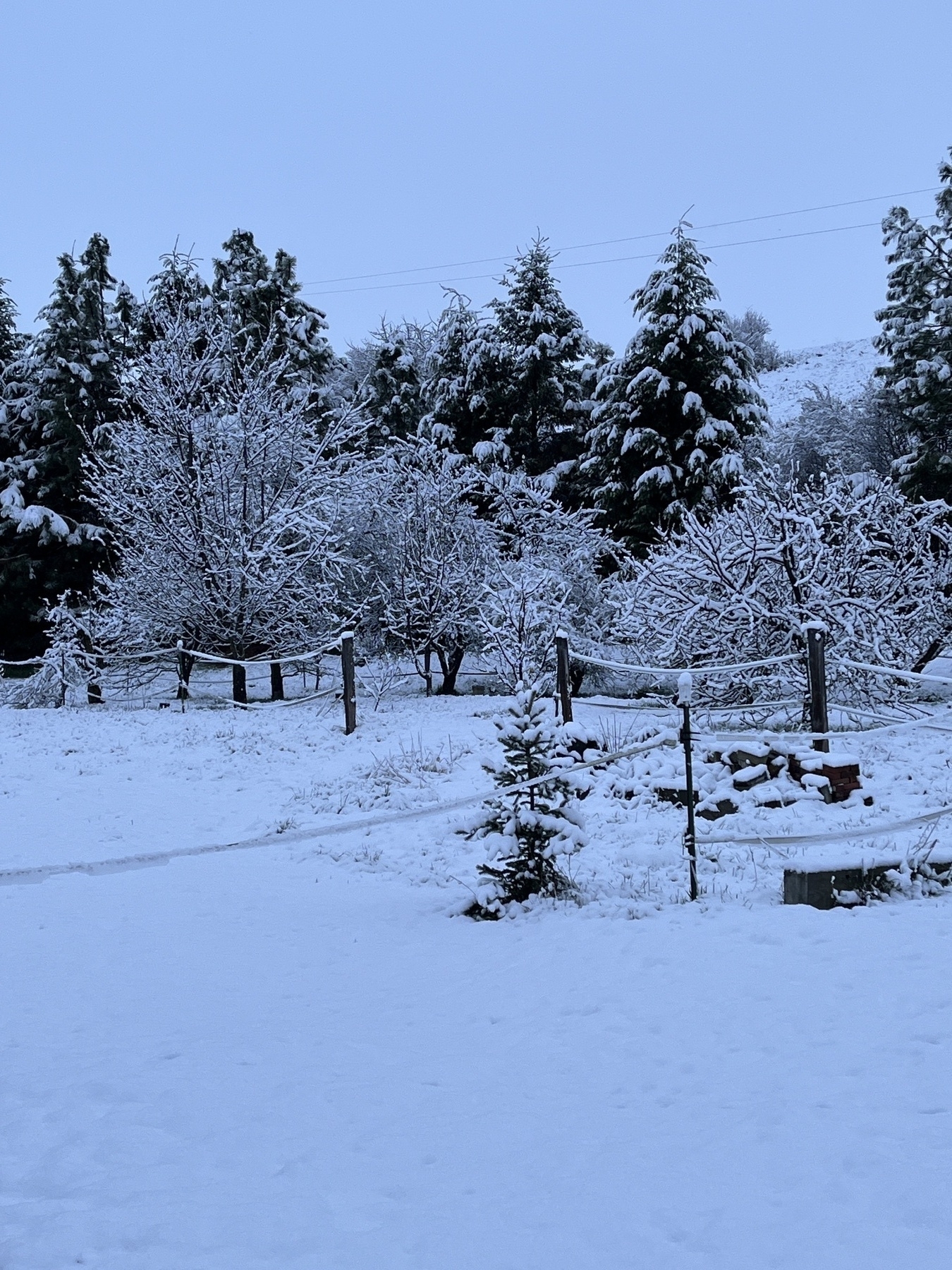Early morning view of trees after a snowfall 