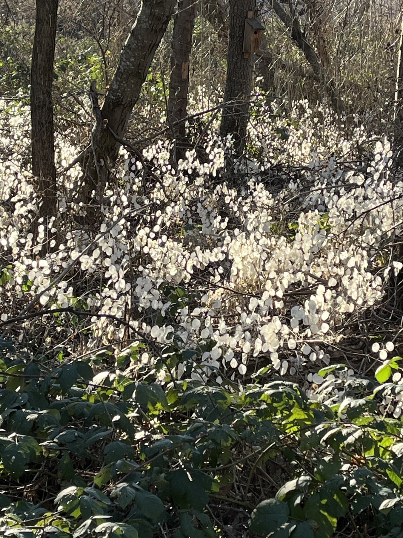 Sunlight on a patch of Lunaria