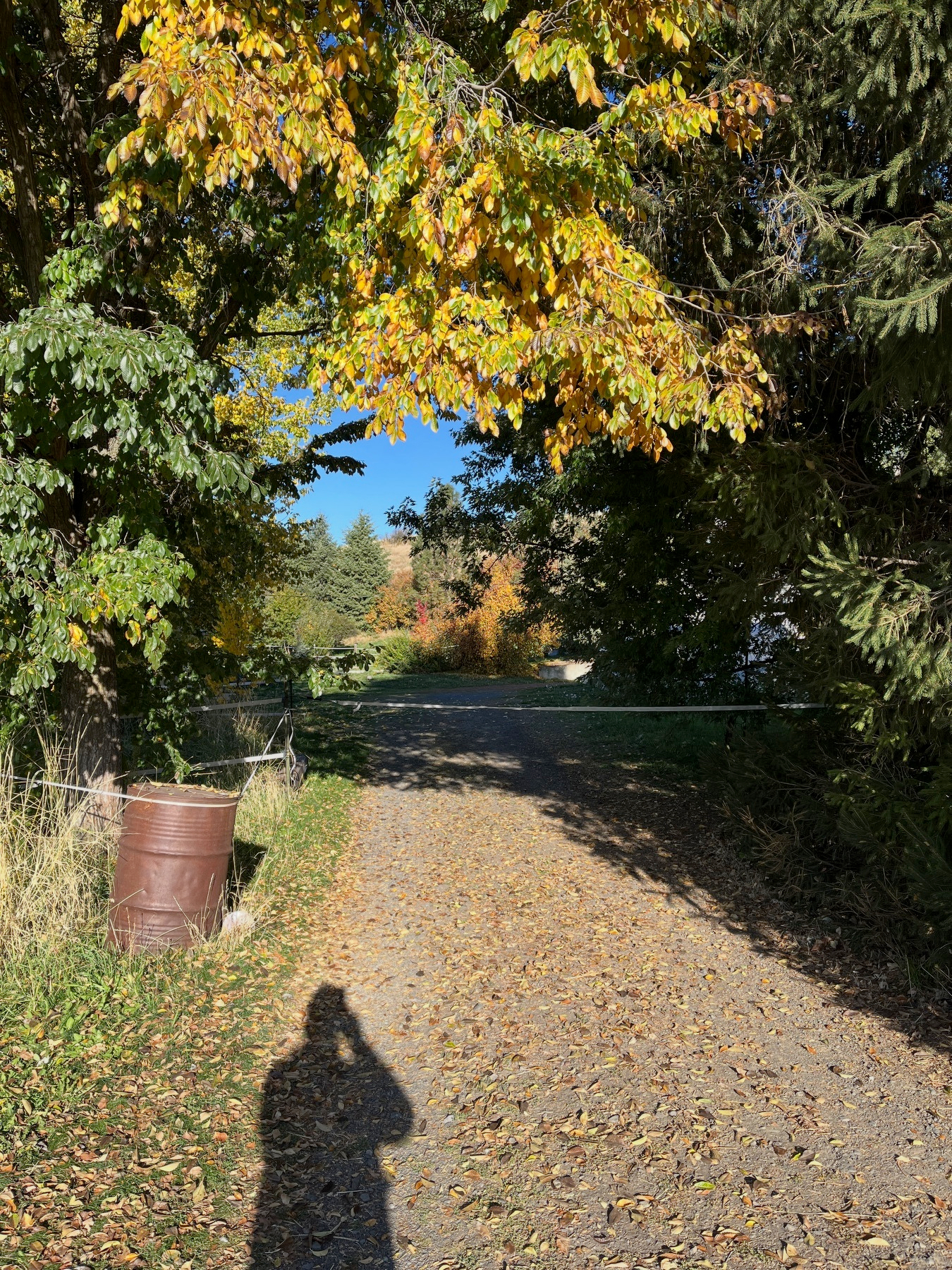 A sunlit dirt path covered with fallen leaves winds through trees with autumn foliage, partially shaded by a canopy of yellow and green leaves.