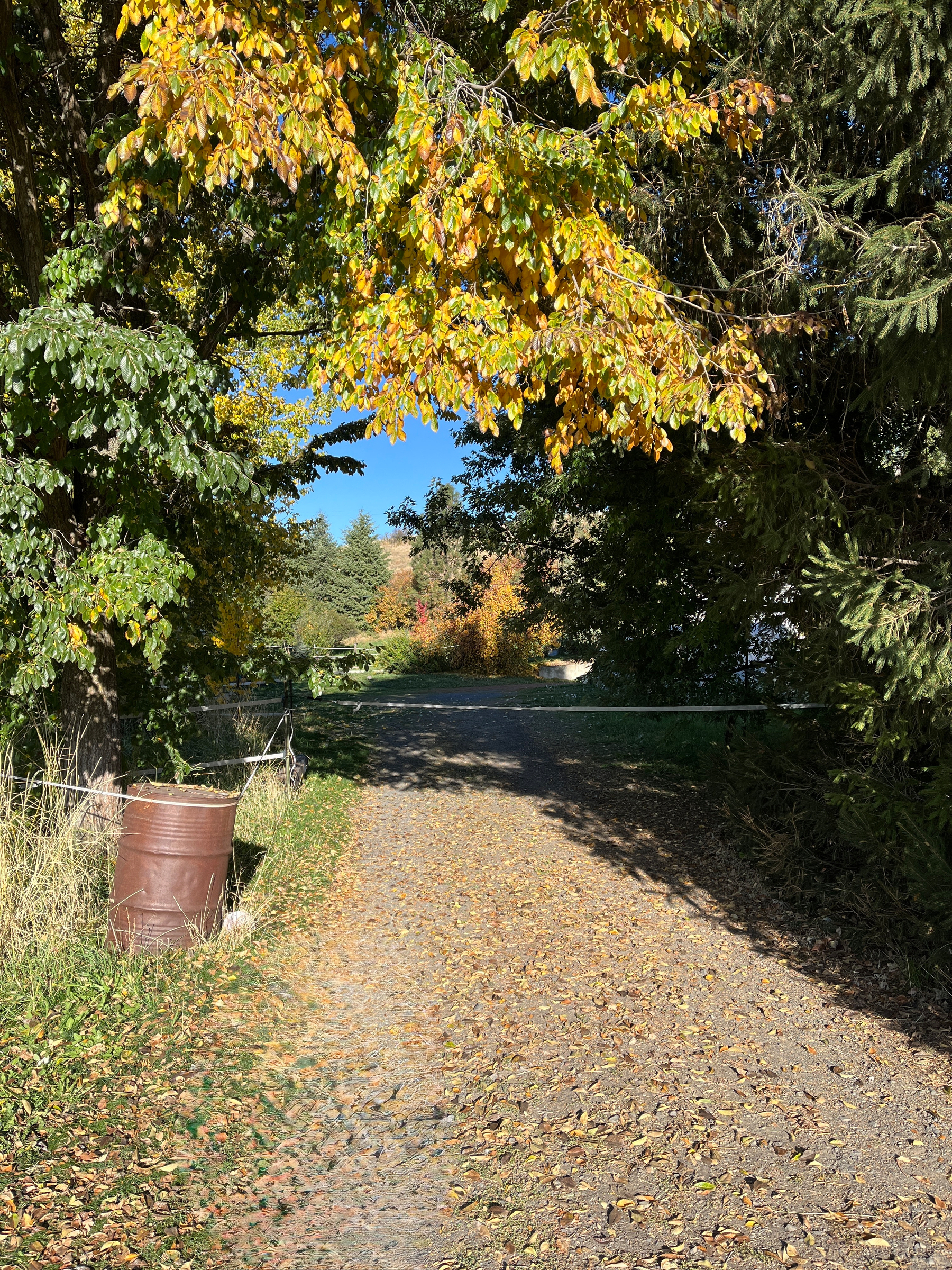 A sunlit gravel path is surrounded by trees with green and yellow leaves, a rusted metal barrel stands on the left side.