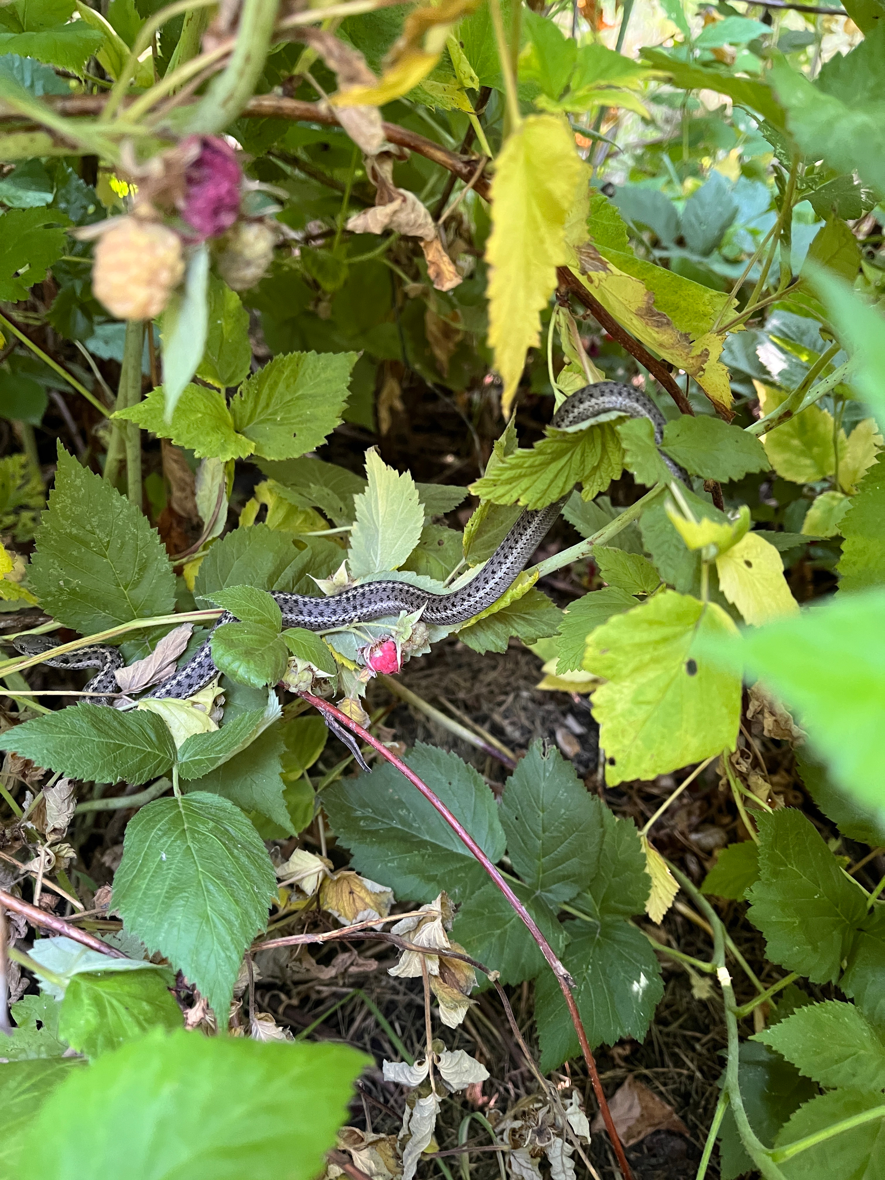 Garter snake in a raspberry bush.