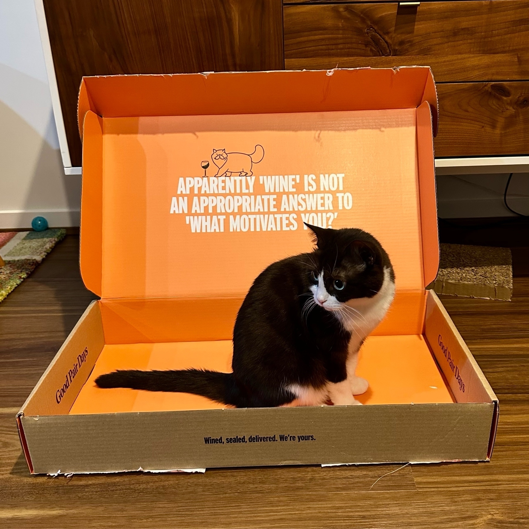 A black and white cat sitting in a shallow box that is orange inside. On the inside of the box lid is white wording that says - Apparently ‘wine’ is not an appropriate answer to ‘what motivates you?'