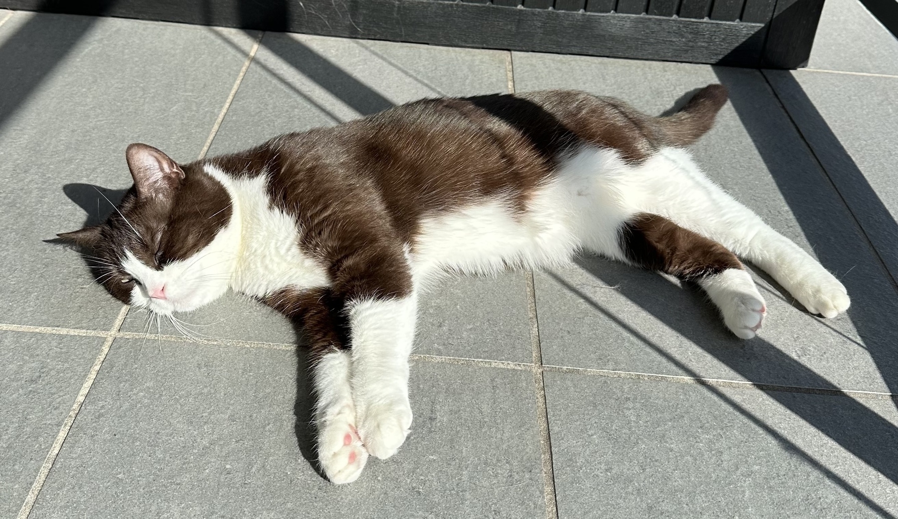 A black and white tuxedo cat laying spread out in the sun on grey tiles with