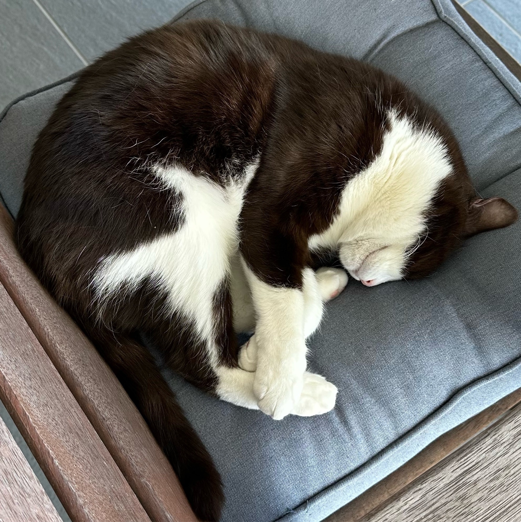 A black and white cat curled up on a faded blue cushion in an old wooden chair.