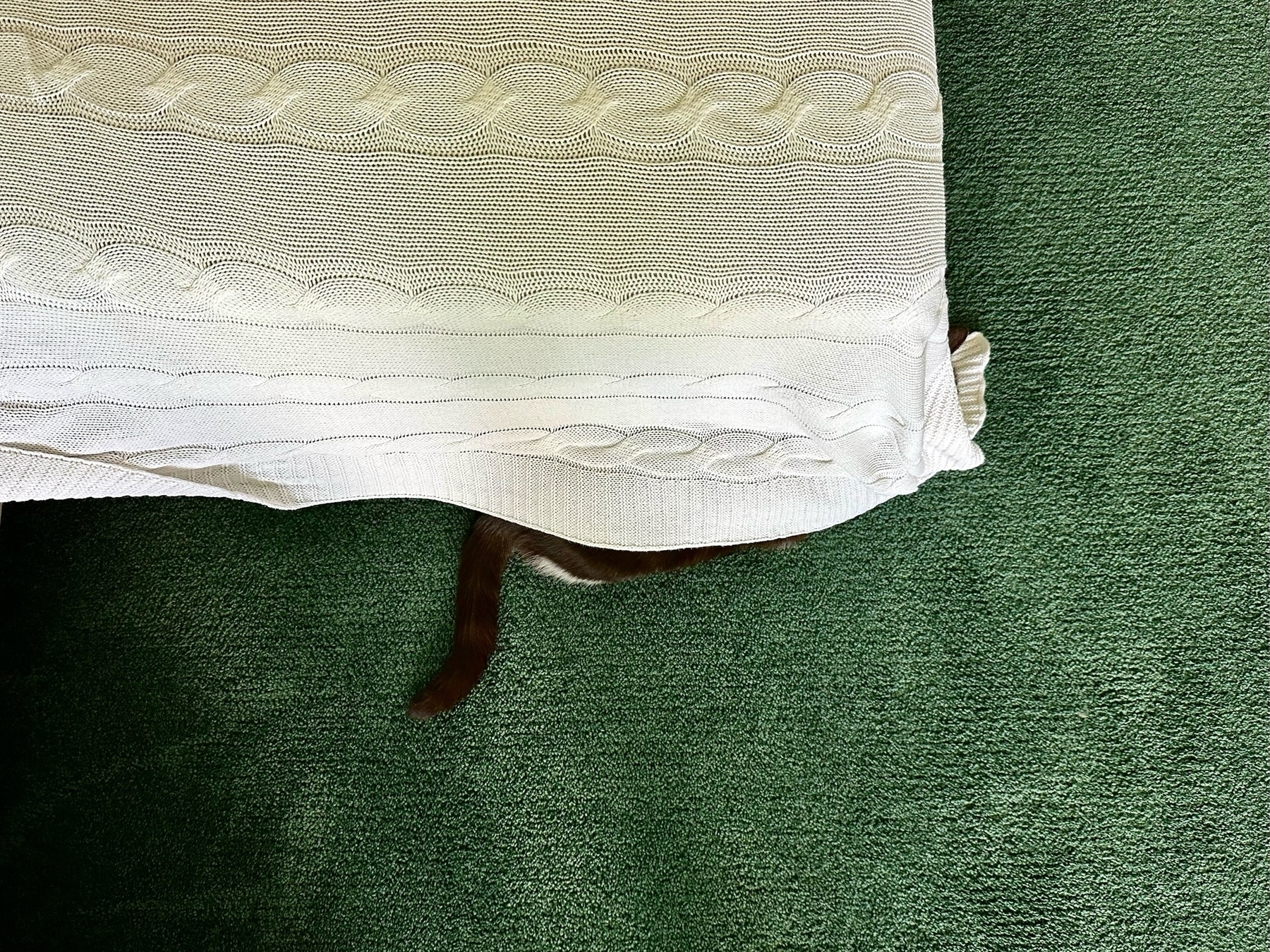A green carpet on the ground. A couch has a white throw rug over it and the black tail and back leg of a cat is poking out. The rest of the cat is hidden.