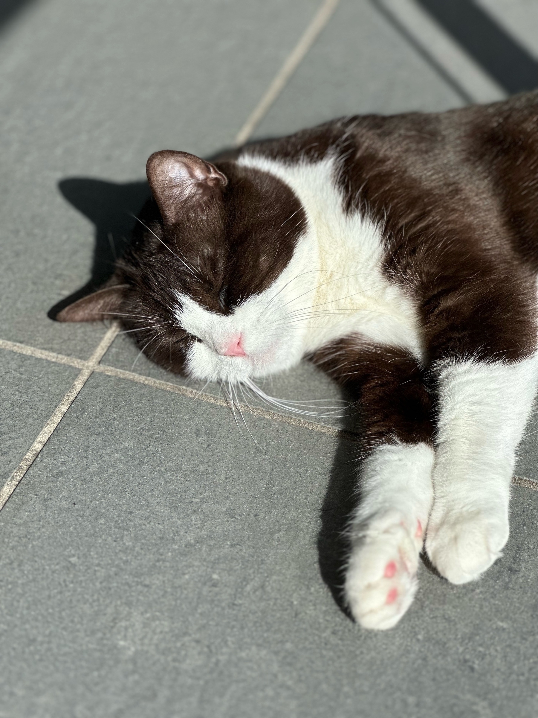 The head of a black and white cat laying on grey tiles. The cat has a black body and head with white nose, under chin and bottom of front paws.
