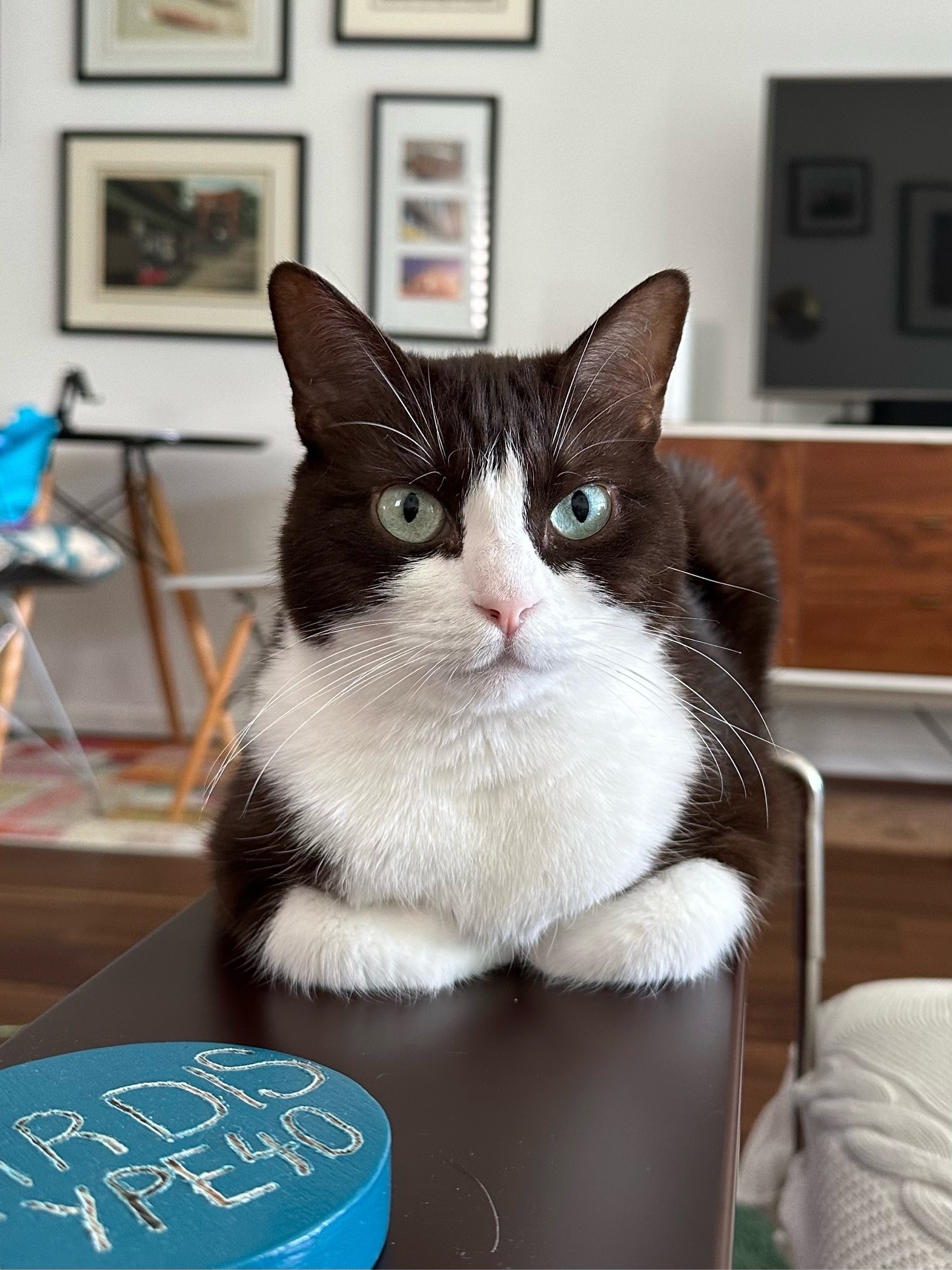 A black and white cat sitting looking straight on to the camera with front paws curled under their body. The cat has big ears and whiskers and has a black head but nose and under chin is white.