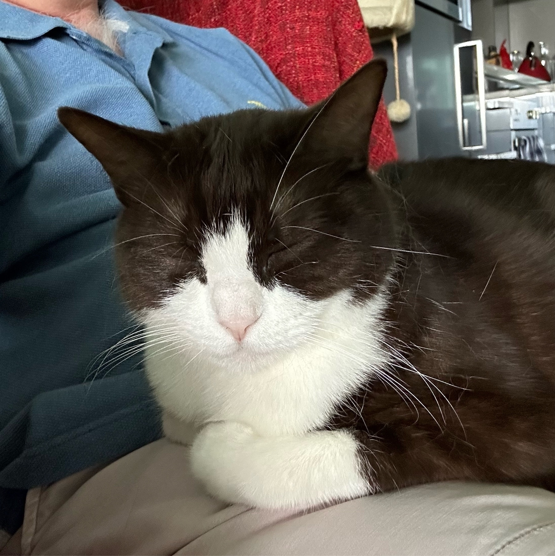 A black and white cat asleep in the lap of a man sitting in a chair. The cat has long whiskers and eyes are closed. He is wearing a blue shirt and light shorts. 