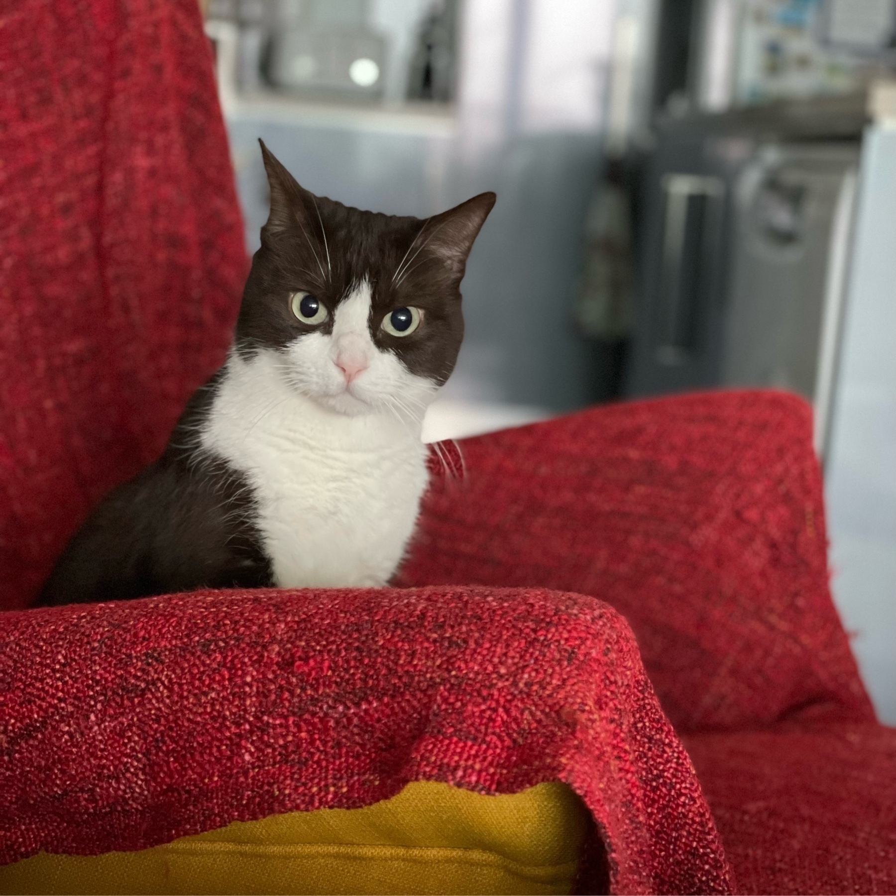 A black and white cat sitting upright in a chair covered with a red throw. The cat is frowning.