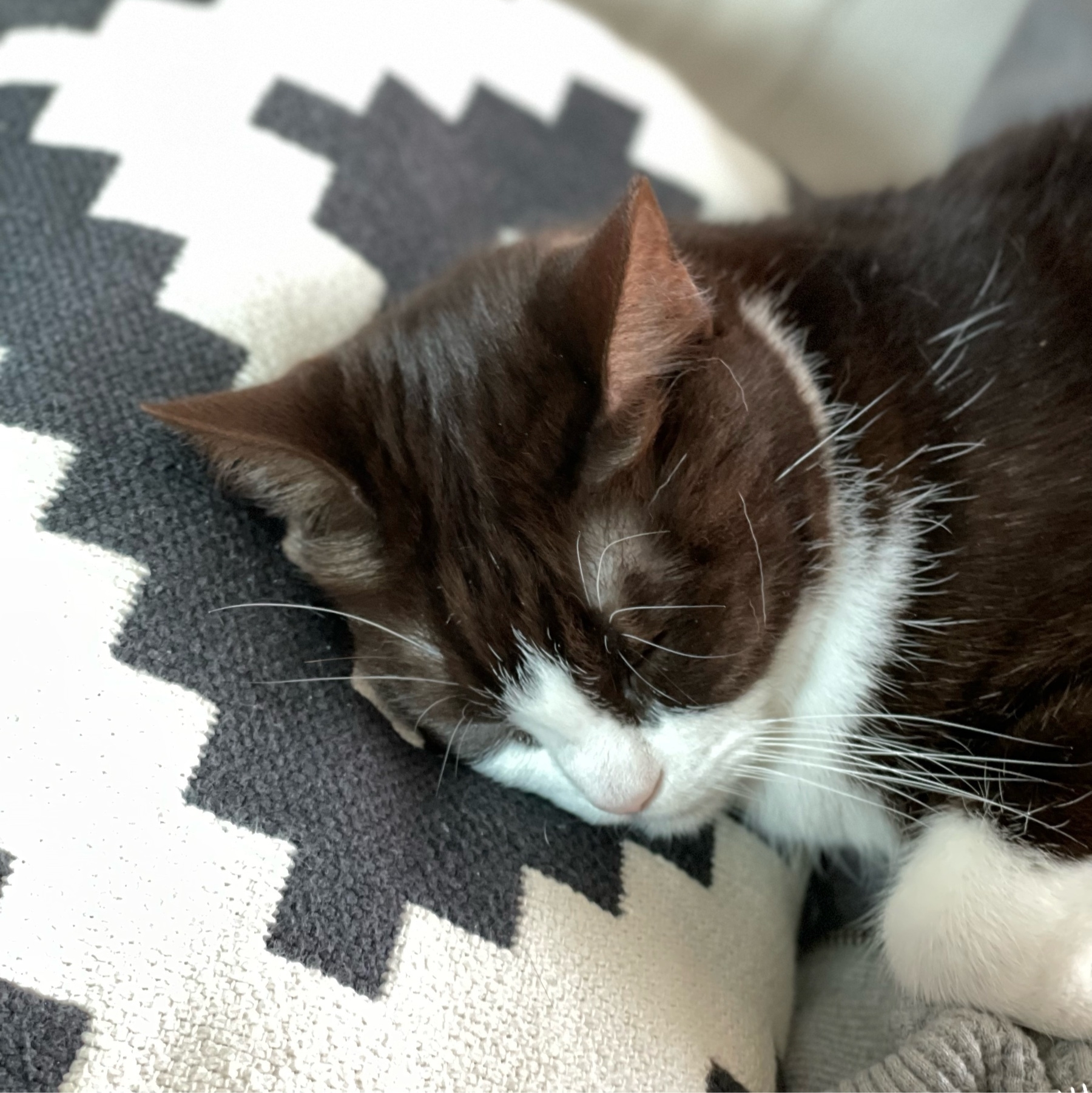 A close up of the head of a black and white cat resting on a black and white chequered pillow.