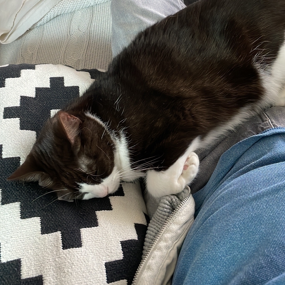 A black and white cat asleep on a man’s lap with their head resting on a black and white chequered pillow. One paw is visible, tucked under the body. The man has a blue shirt and old jeans on.