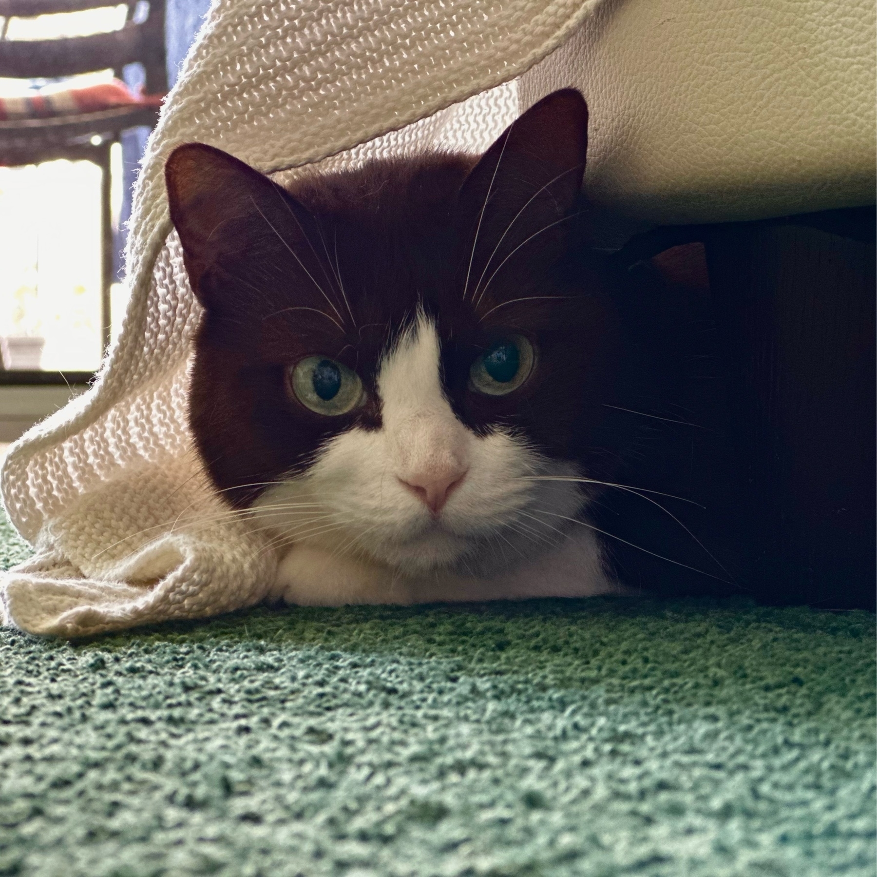 A black and white cat looking at the camera. Her fur is black on top of her head and around her eyes and her jaw and nose are white. She is laying under a couch and hiding behind a throw rug.