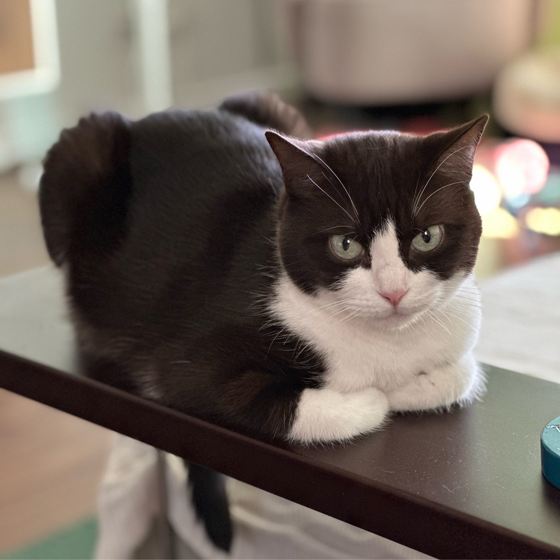 A black and white cat looking at the camera. Her head is black but the nose and jaw are white as is her chest and her front paws, which are tucked under her body. She is sitting in a classic cat loaf pose and the rest of her visible body is black.