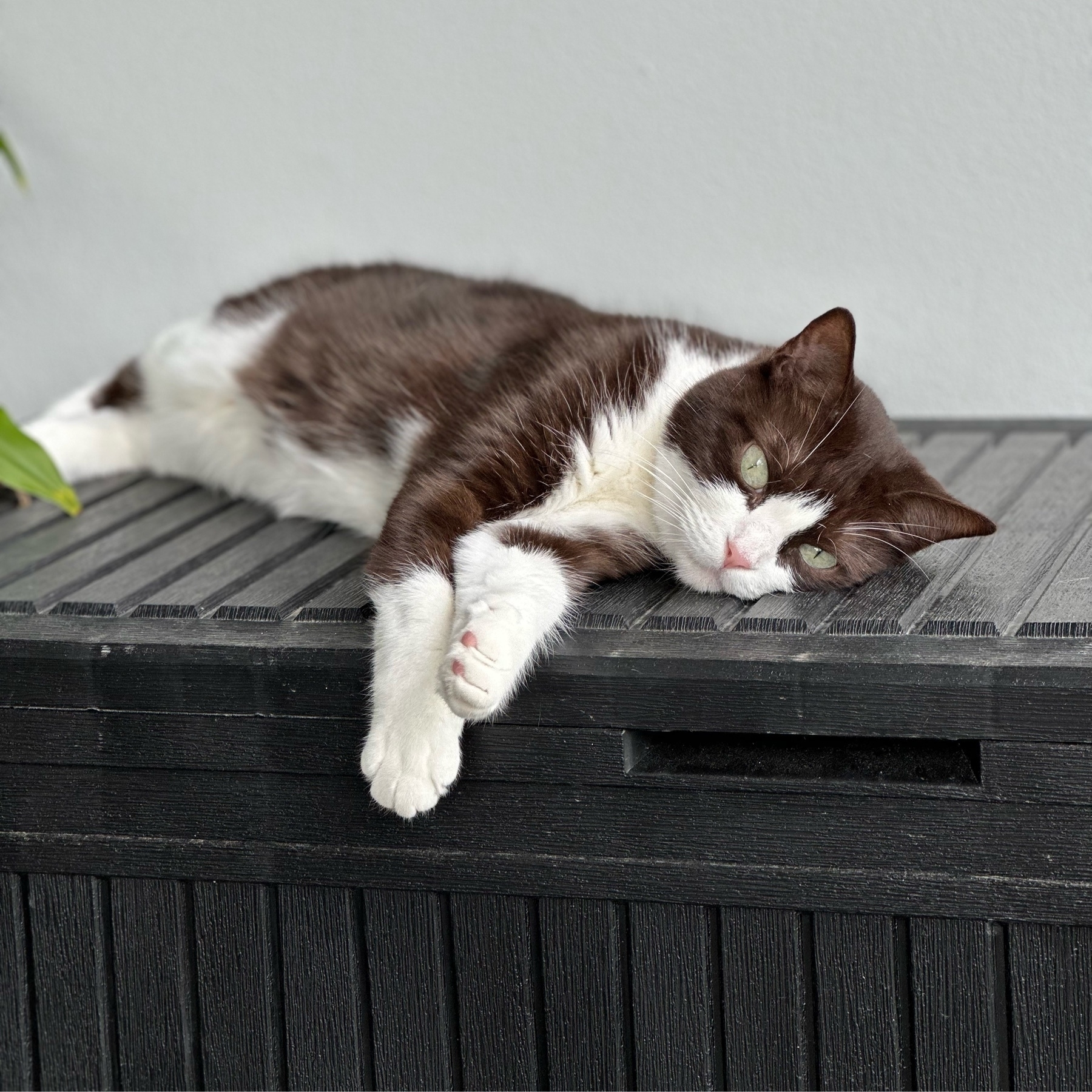 A black and white cat stretched out asleep on a large black box. Her front paws are crossed and hanging over the edge of the box.