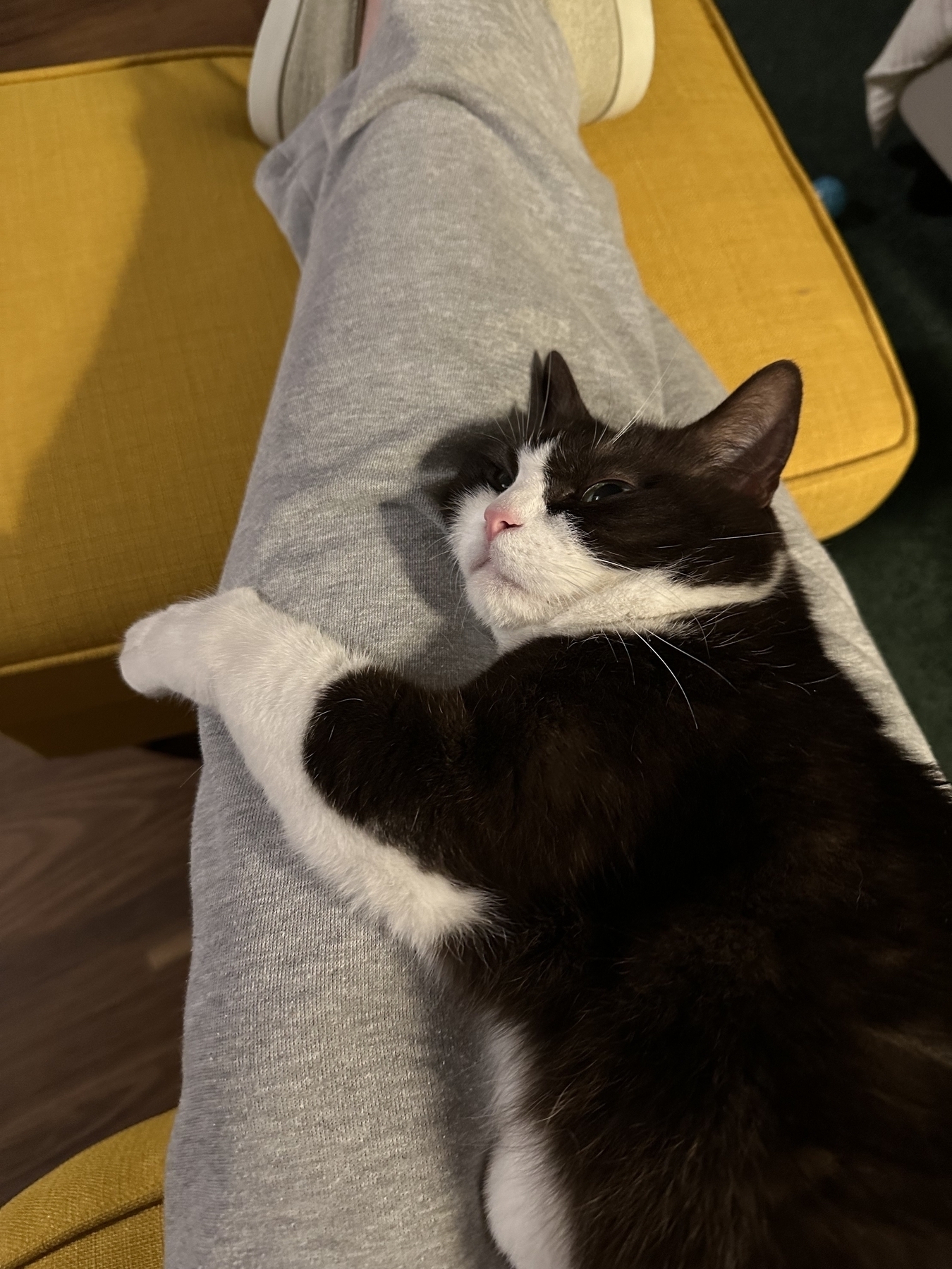 A black and white cat laying on the legs of a person wearing grey track suit pants. The legs are resting on a yellow footstool.