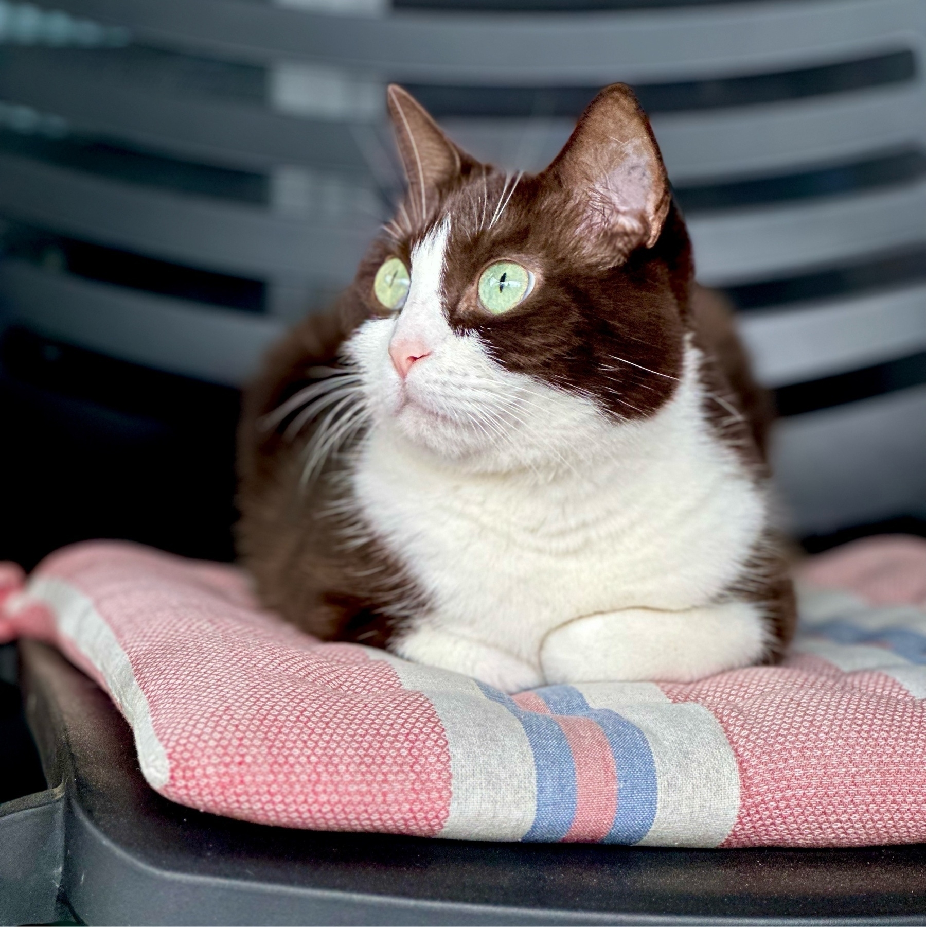 A black and white cat sitting on a faded pink, white and blue striped cushion in a chair. The cat is looking up and to the right. Her body and head are black but her chin and belly and paws are white.