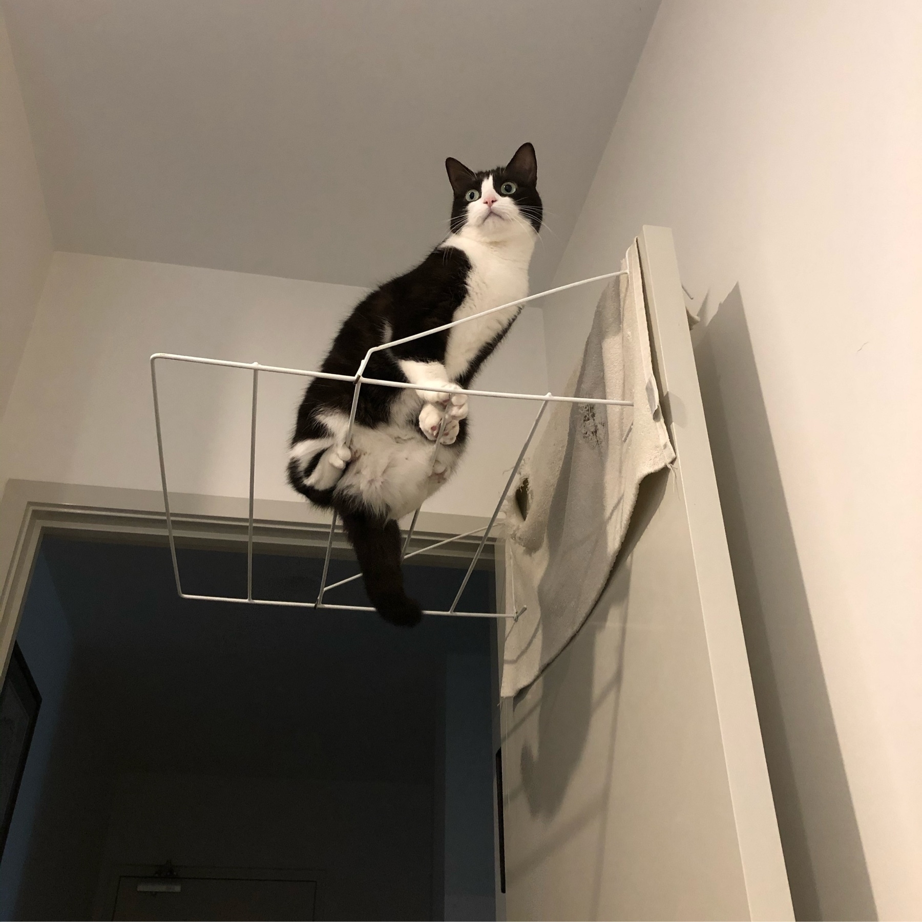 A black and white cat sitting on a clothes airer that is hung over the top of a door. The airer extends horizontally from the doir and the cat is sitting precariously across the thin wire bars of the airer.