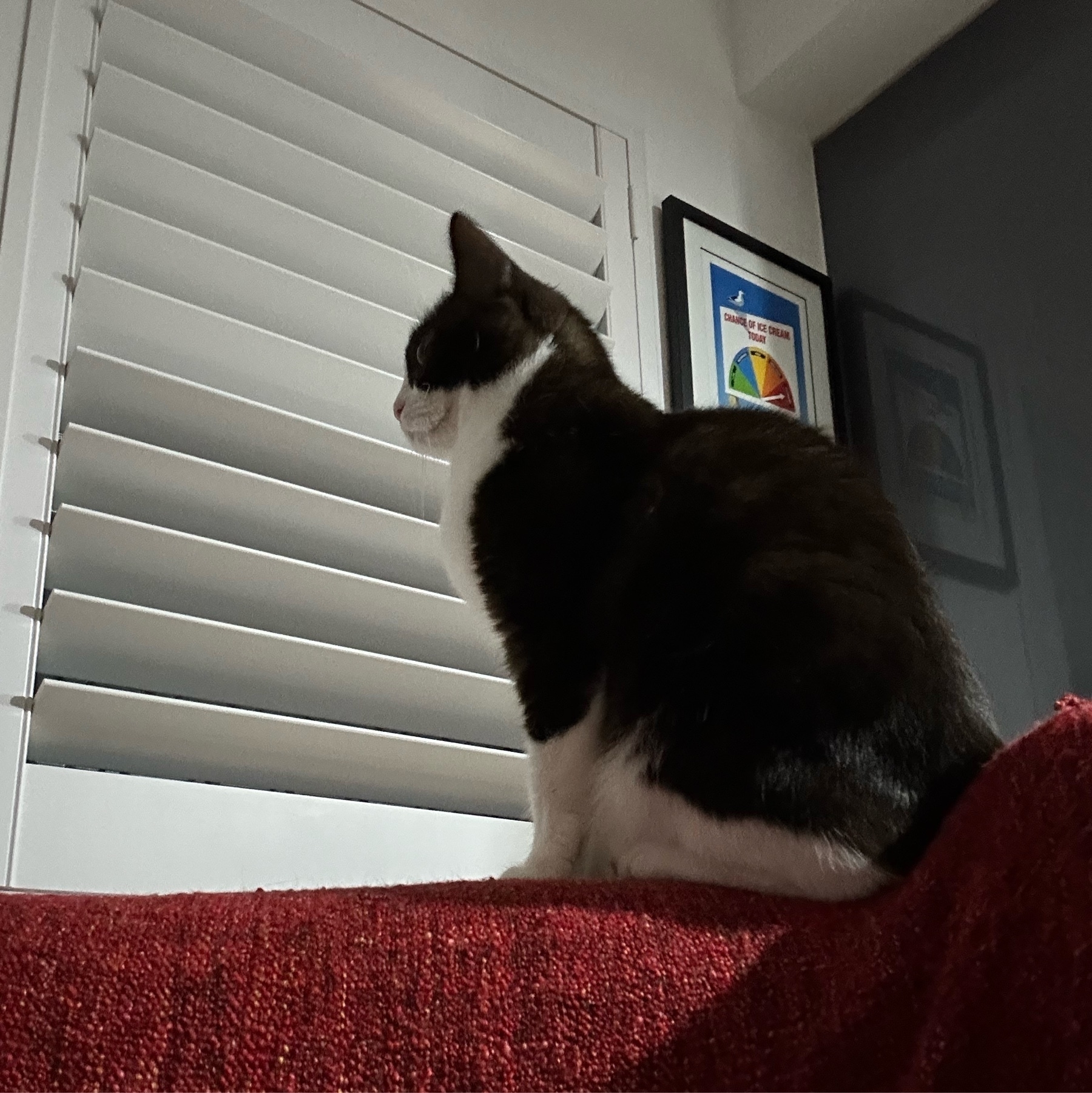 A side profile of a black and white cat sitting on top of a large armchair. Her body is mainly black but white is visible on her belly, jaw and lower half of her legs. The armchair is covered in a red throw rug. The cat is looking towards a window that has plantation shutters open in front of it.