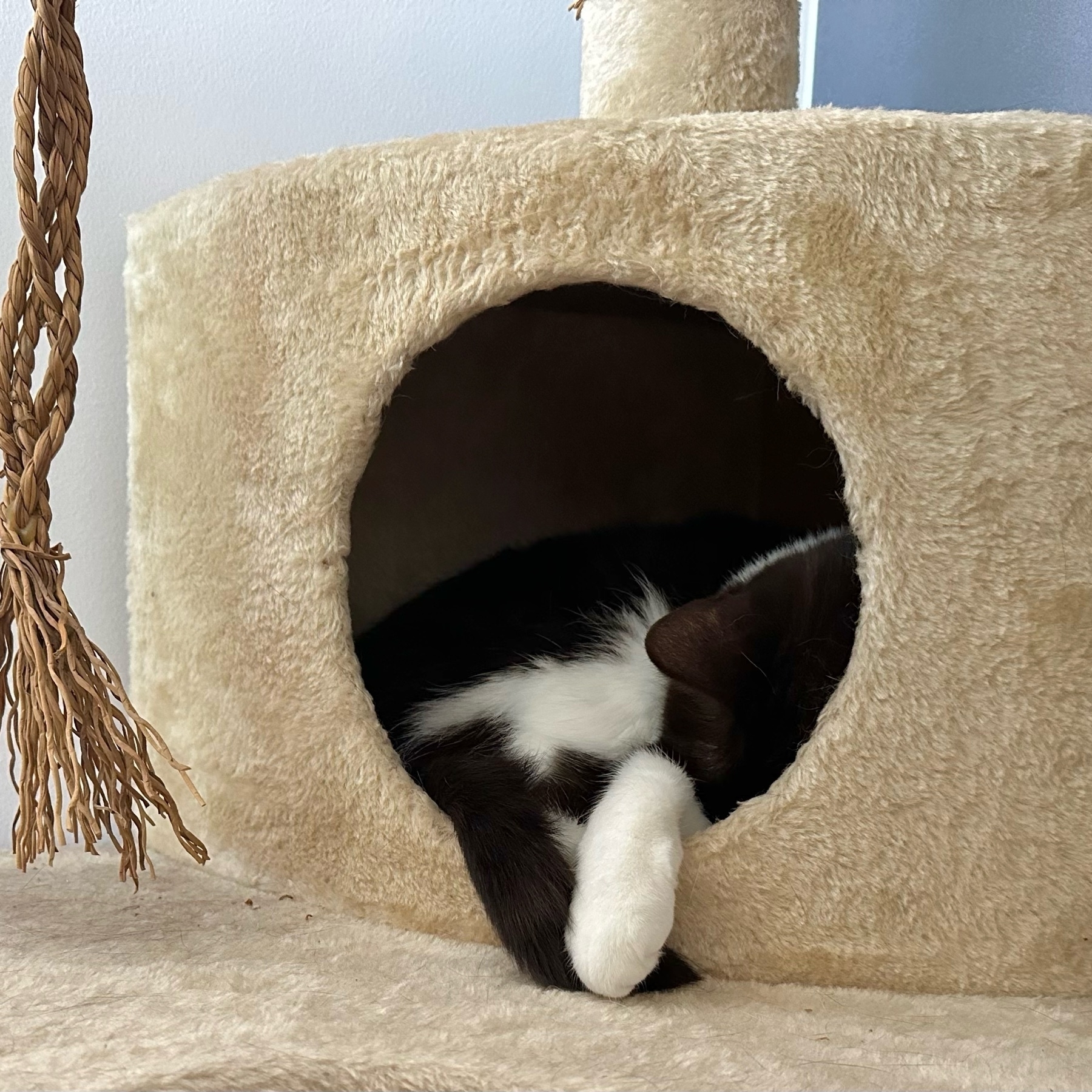 A black and white cat asleep inside the box part of a scratching post. One white paw and black tail draped over the circular entry hole.