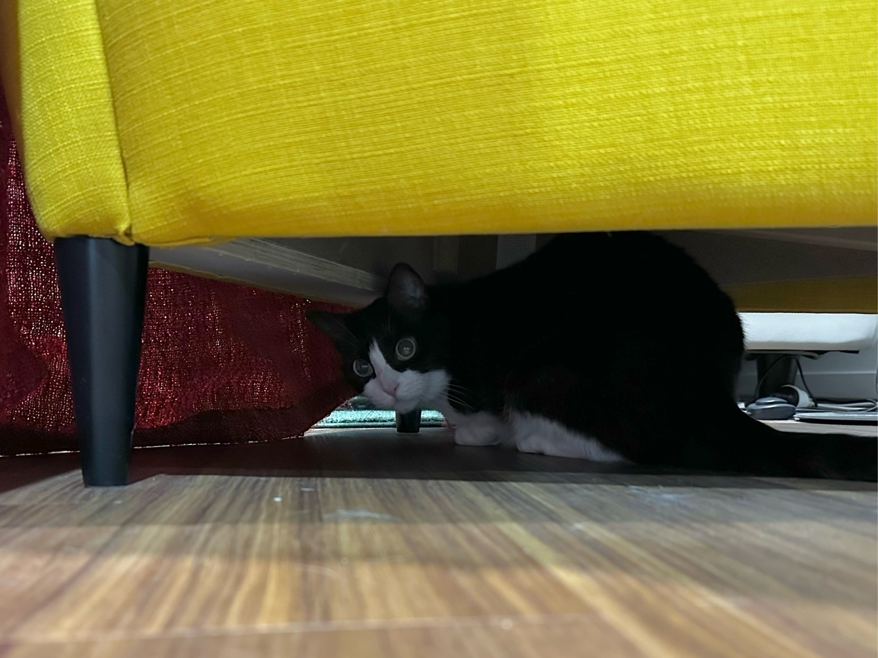 A black and white cat hiding under a yellow chair. The photo is taken from the side and the cat's head is turned towards the camera. A red throw blanket is visible hanging down over the front of the chair, hiding her unless looking under from the side.