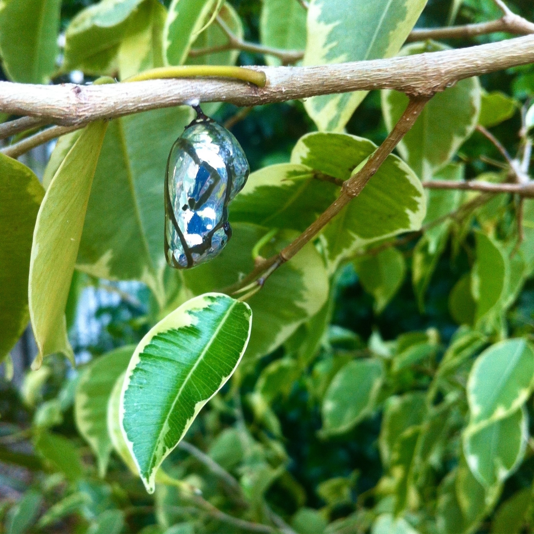 A silver blue cocoon hanging from a thin branch. The background is full of green leaves.