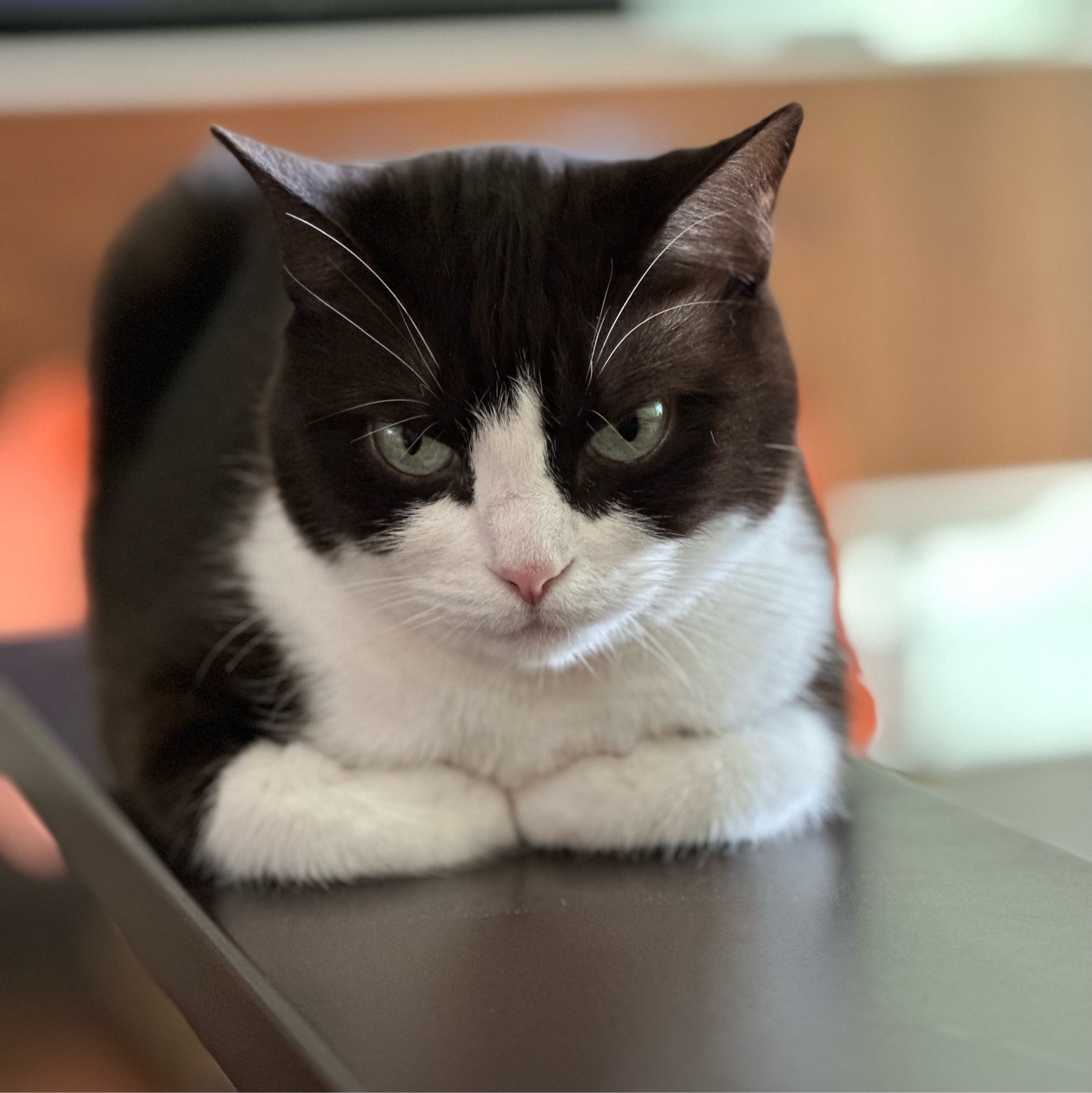 A black and white cat looking straight at the camera. Her head is black but the nose and jaw are white as is her chest and her front paws, which are tucked under her body.